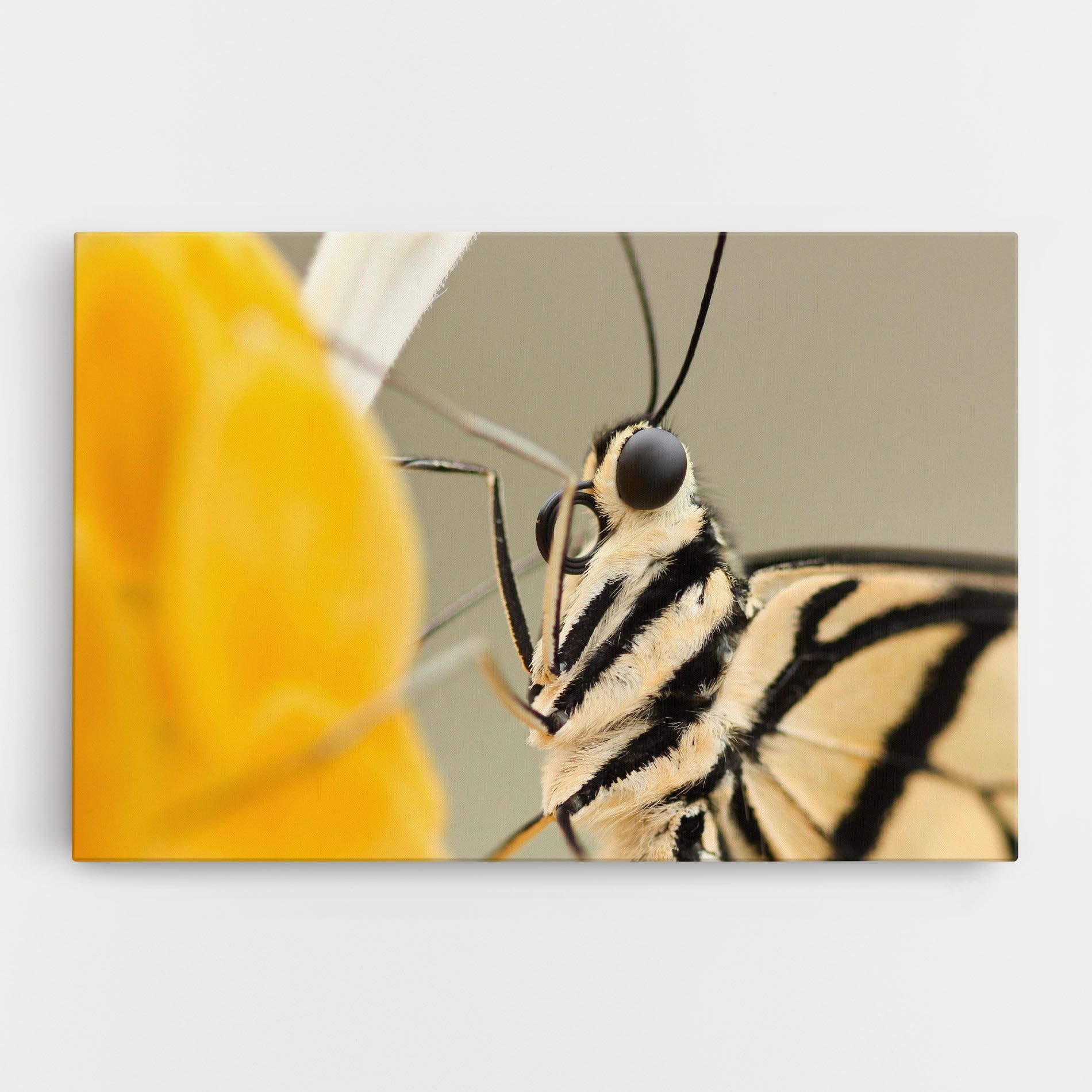 Close Up Cream Butterfly mockup 0