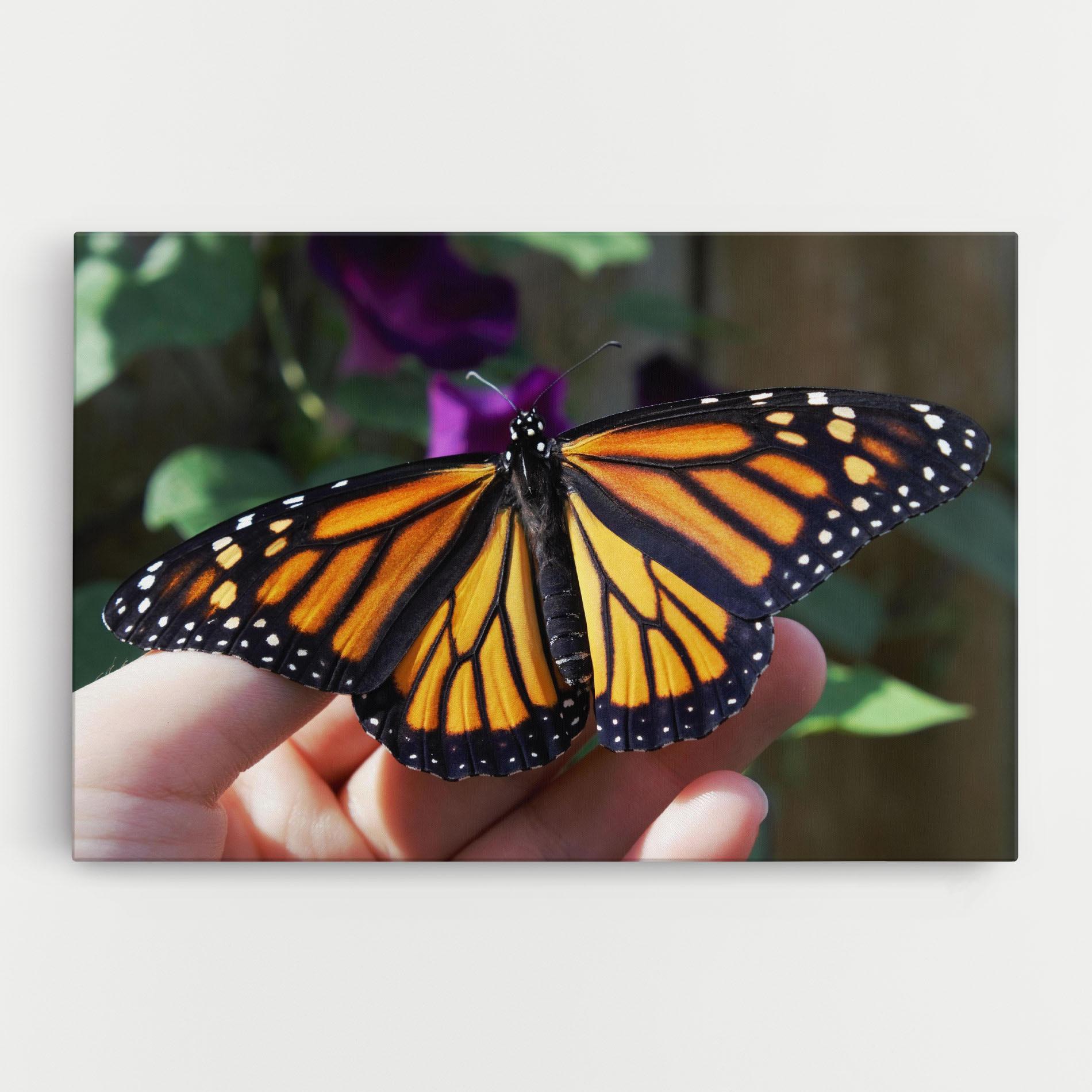 Leinwandbild Open Orange Butterfly mockup 0