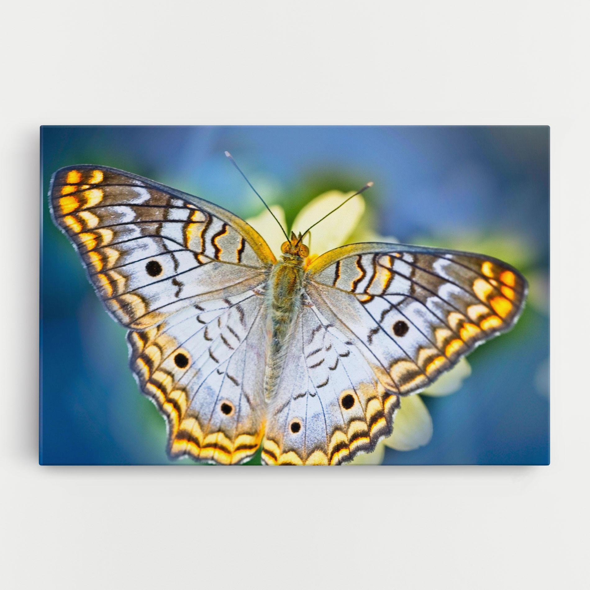Leinwandbild Yellow Grey Butterfly mockup 0