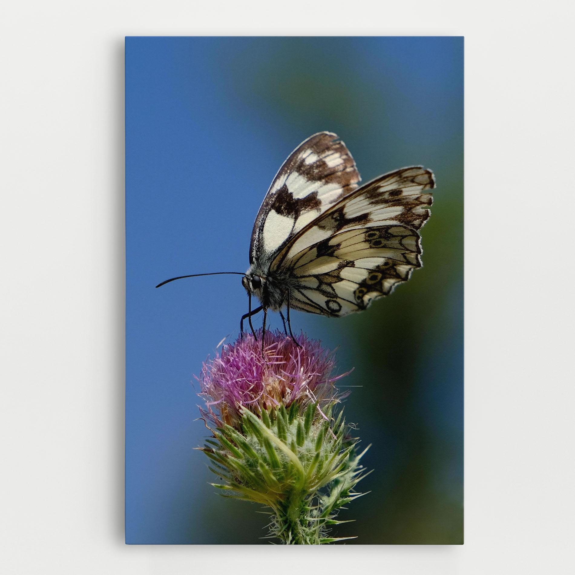 Leinwandbild Grey White Butterfly mockup 0
