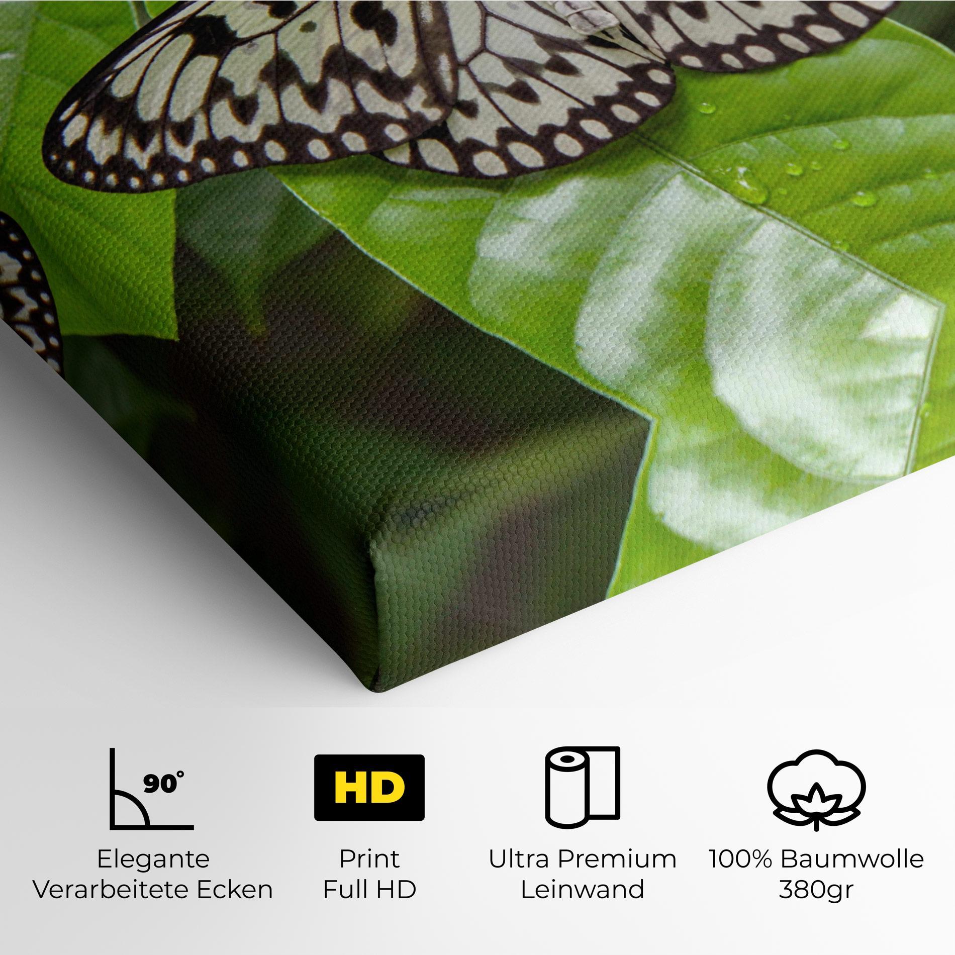 Leinwandbild Beautiful White Butterfly mockup 4