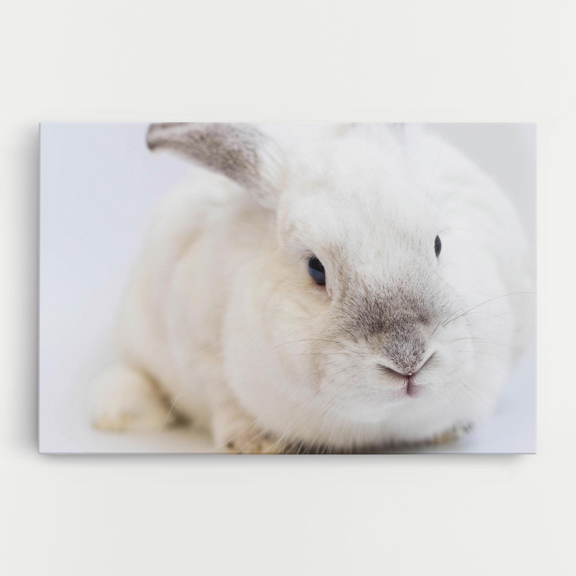 Leinwandbild Light Grey Bunny mockup 0