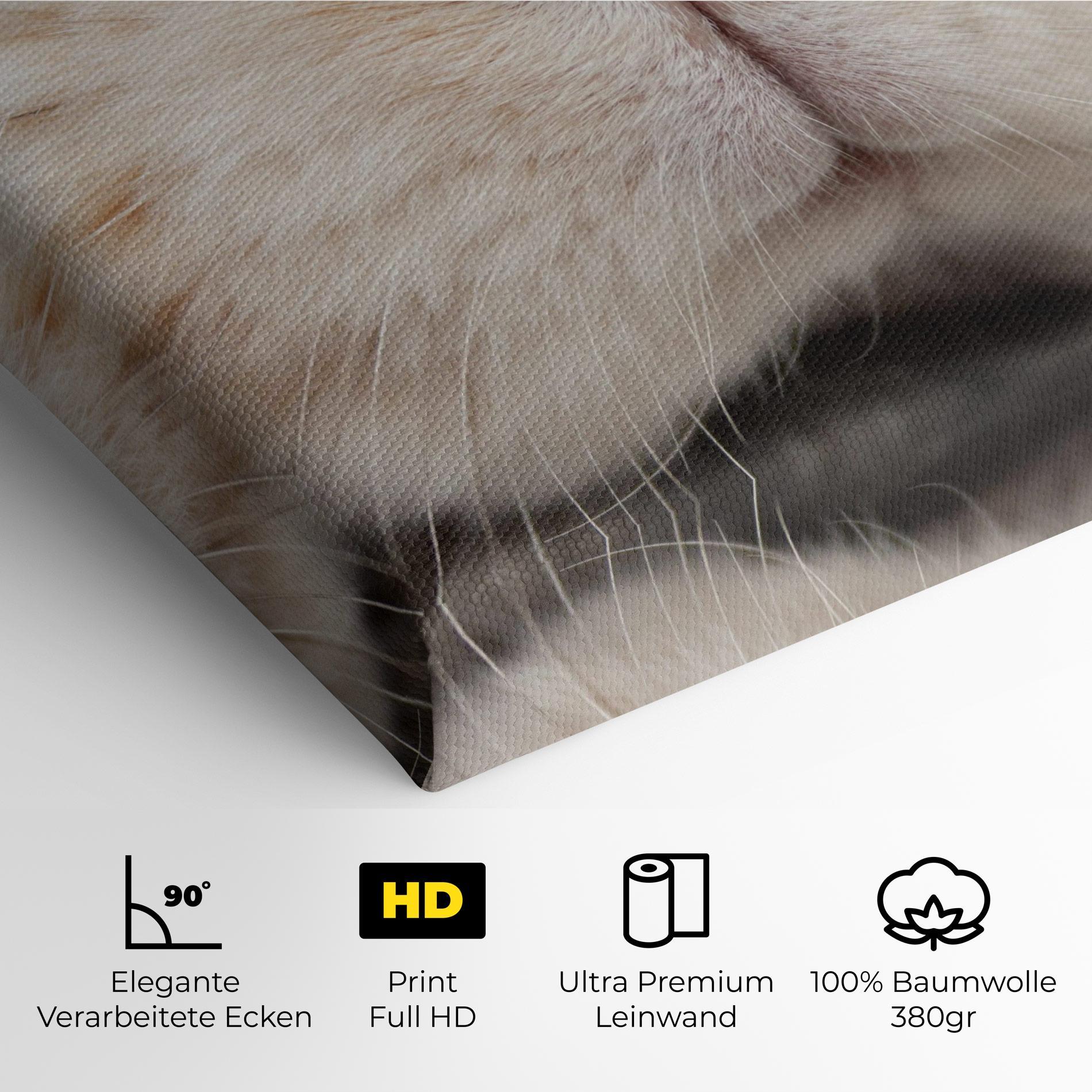 Leinwandbild Close Up Bunny mockup 4