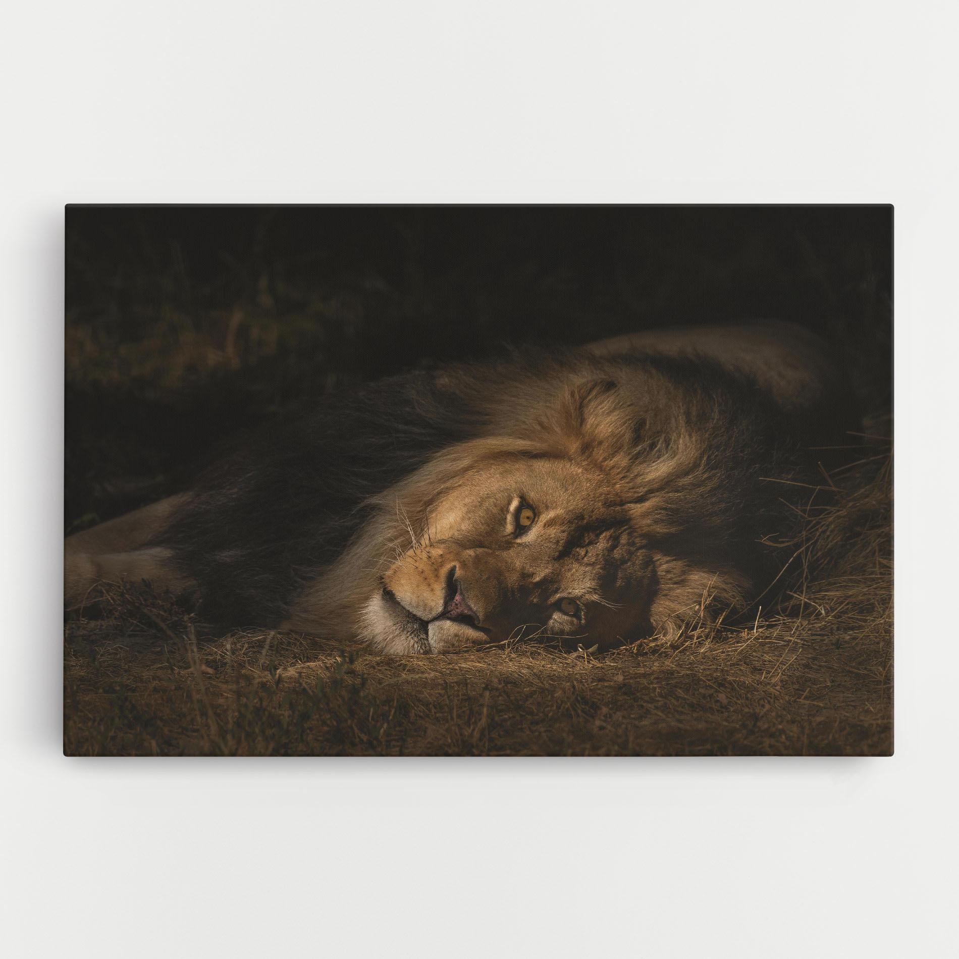 Leinwandbild Lion Laying Down mockup 0