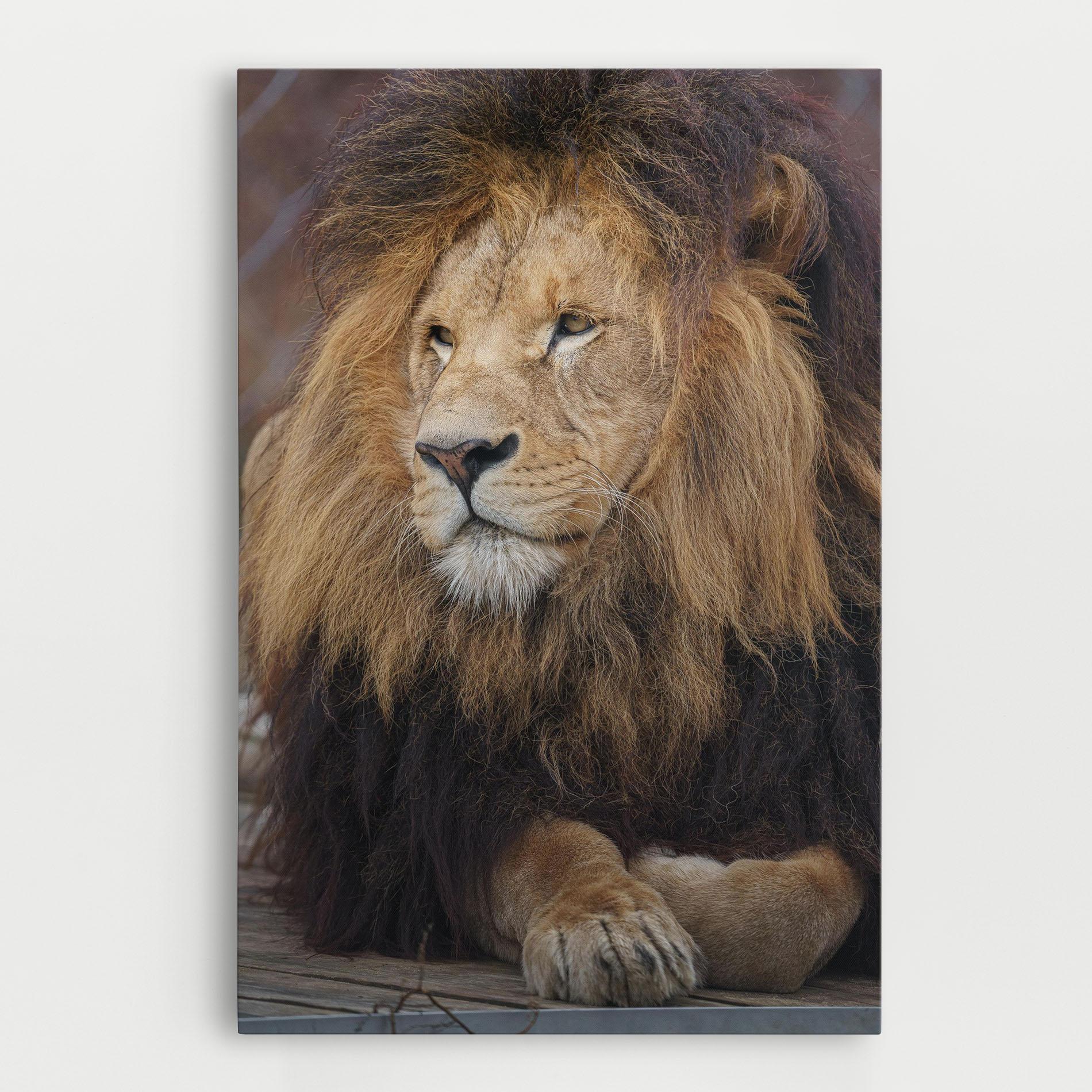 Leinwandbild Lion Chilling mockup 0