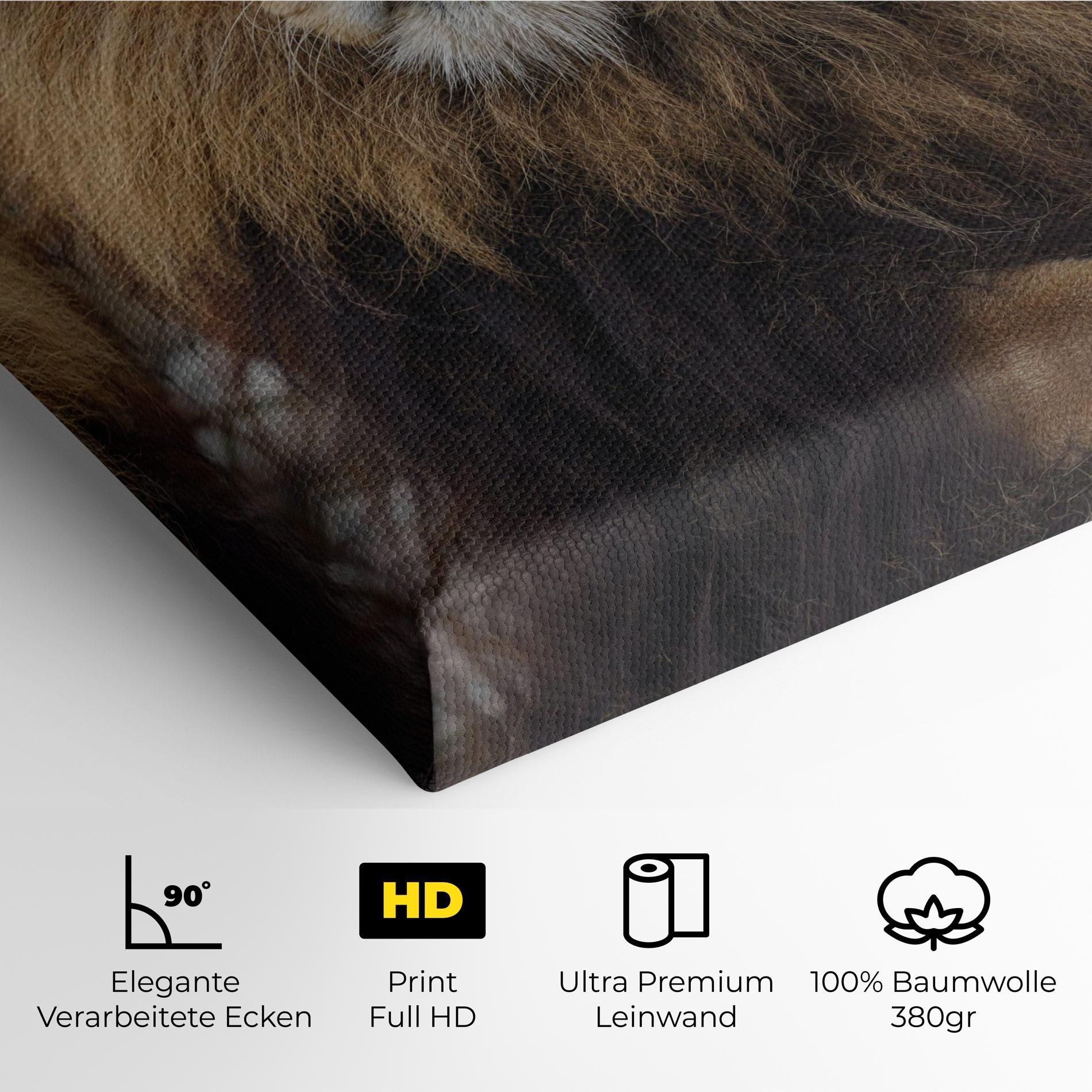 Leinwandbild Lion Chilling mockup 4