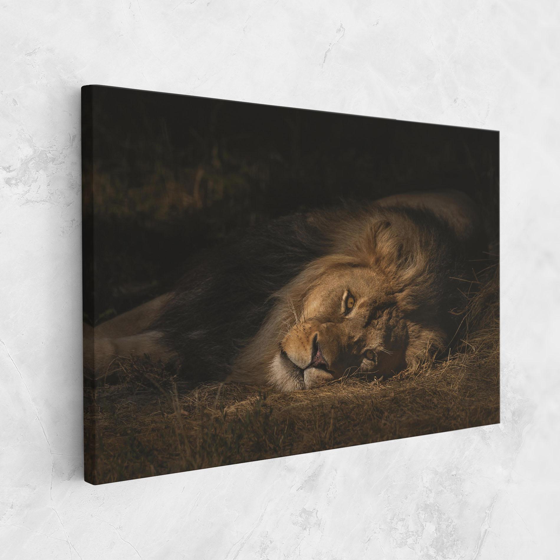 Leinwandbild Lion Laying Down mockup 1