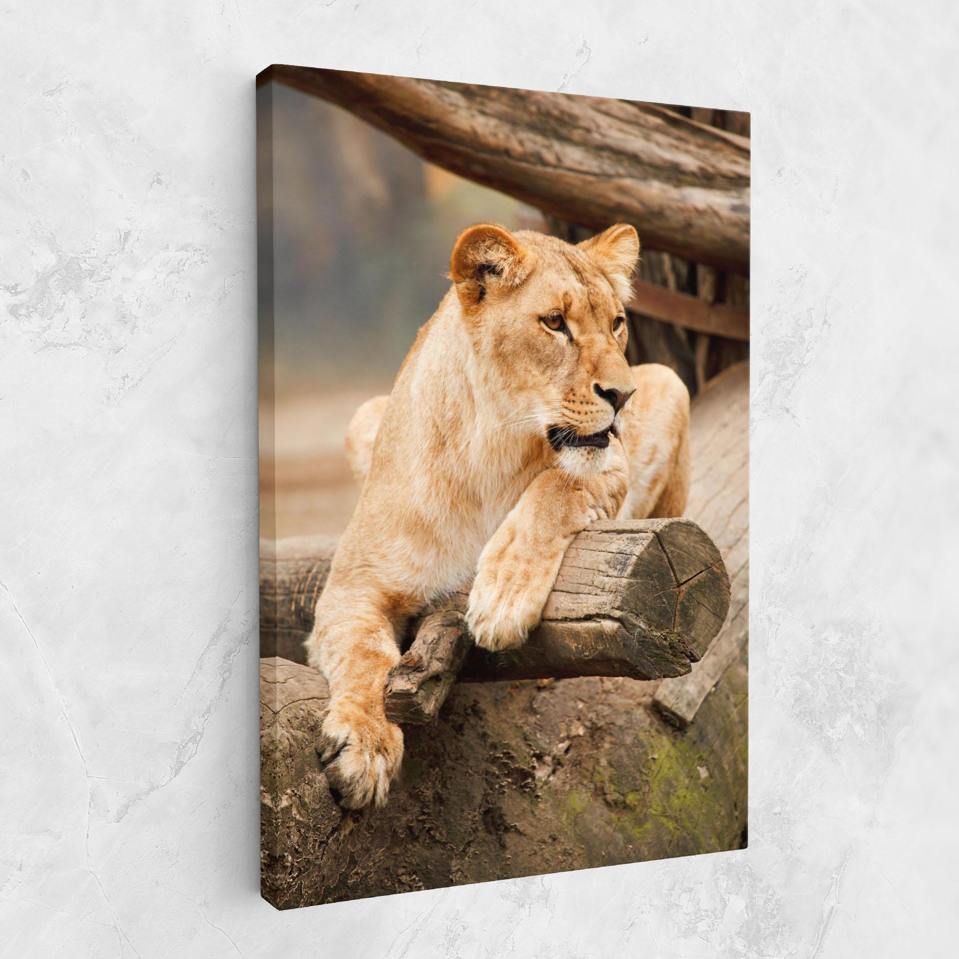 Leinwandbild Female Lion Sitting mockup 1