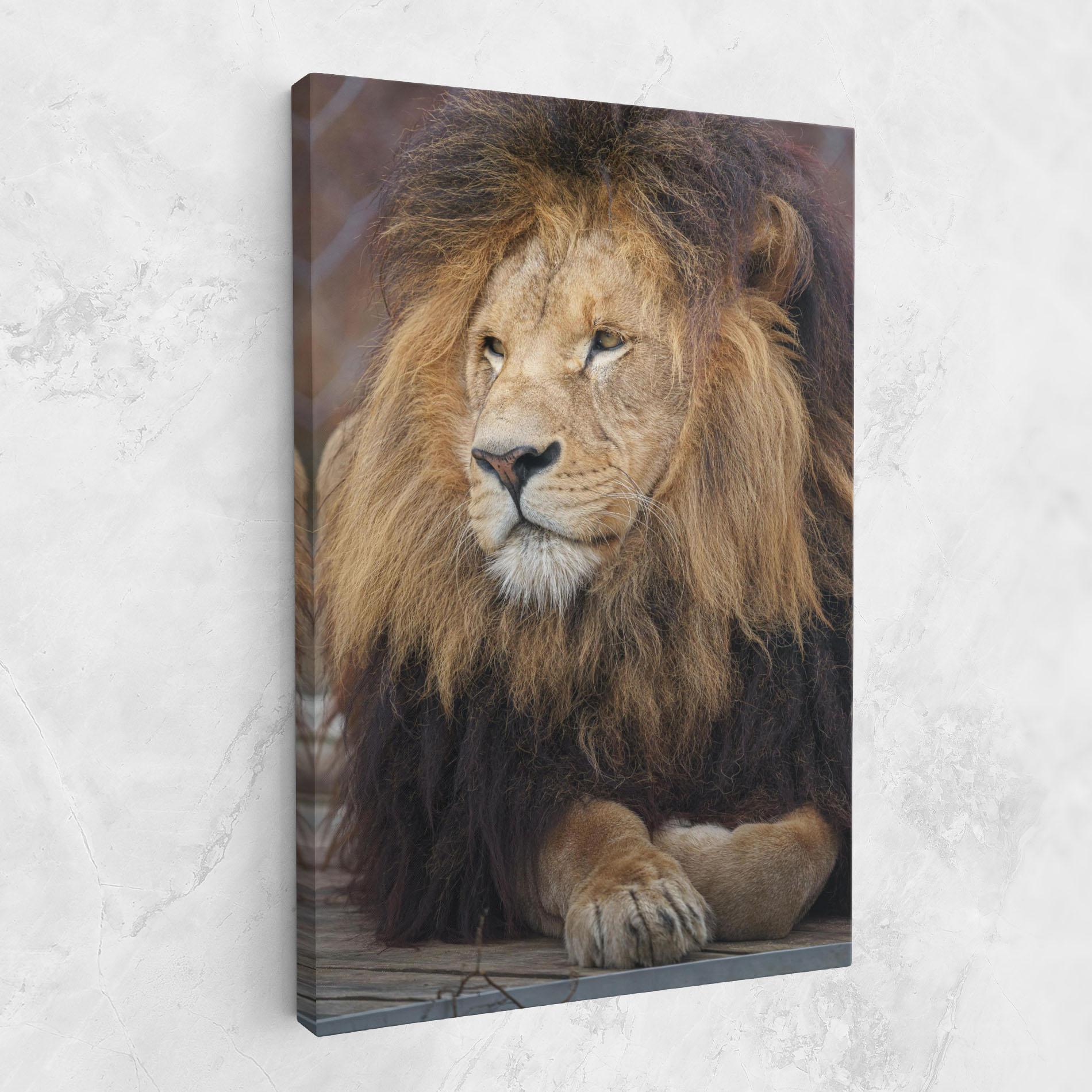 Leinwandbild Lion Chilling mockup 1