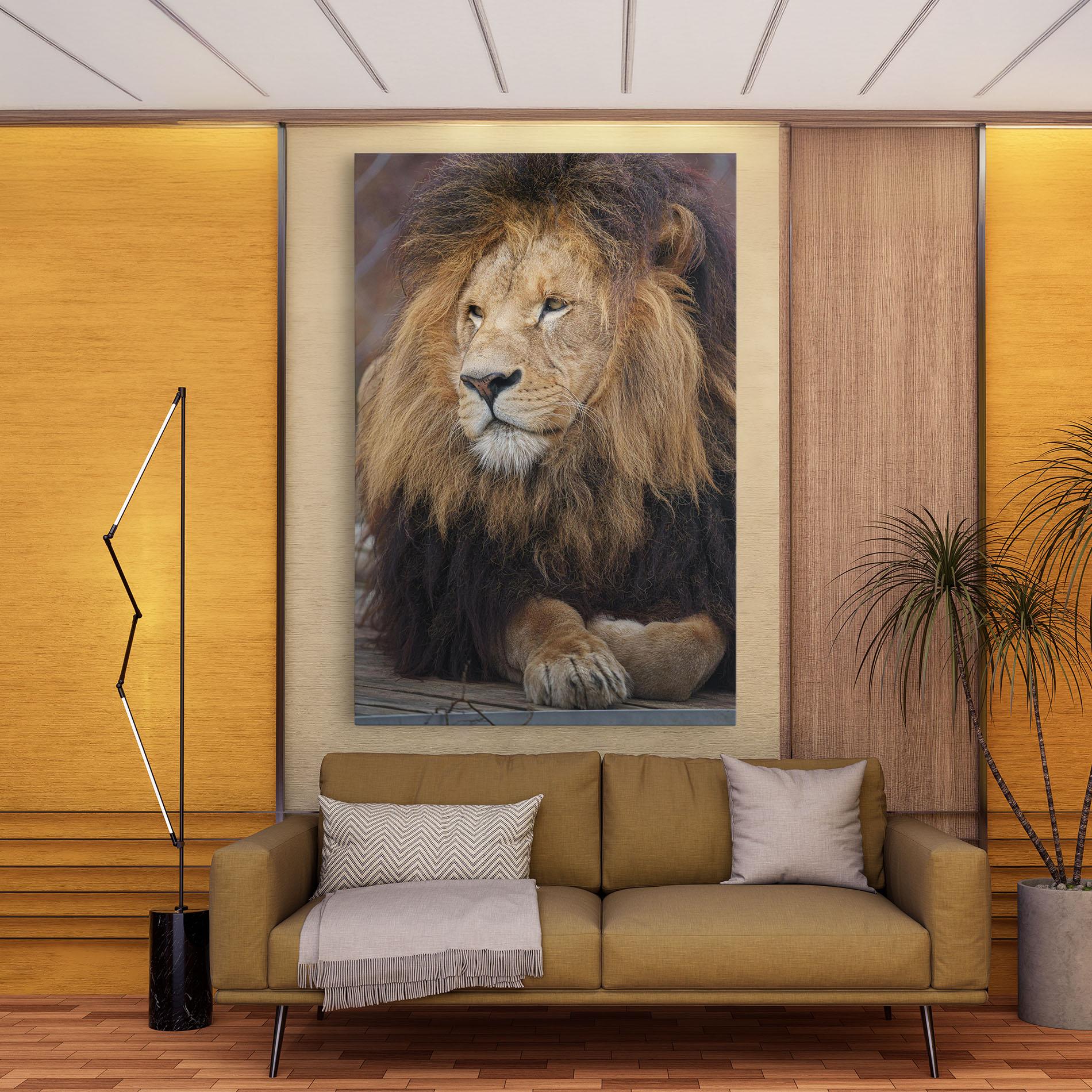 Leinwandbild Lion Chilling mockup 9