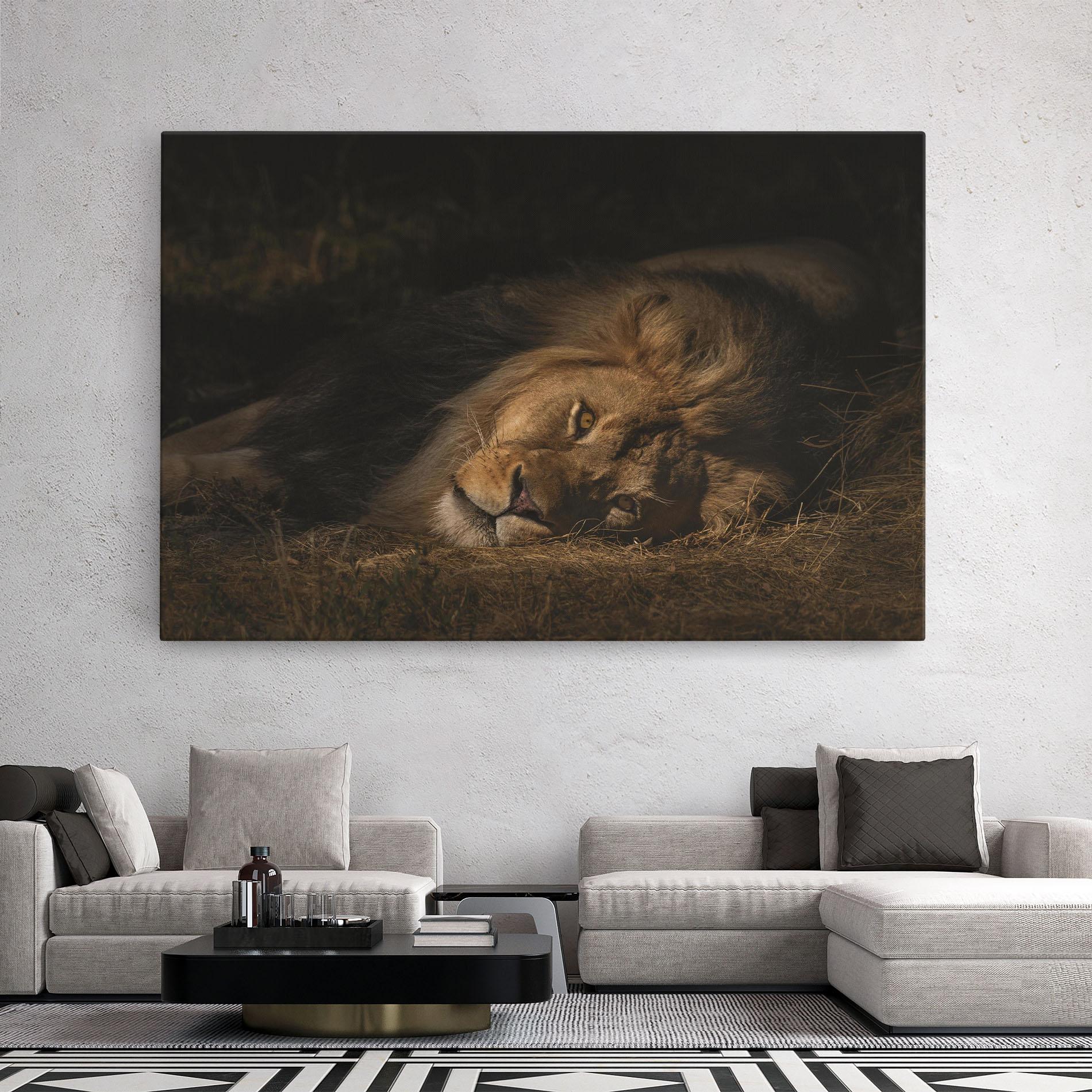Leinwandbild Lion Laying Down mockup 2