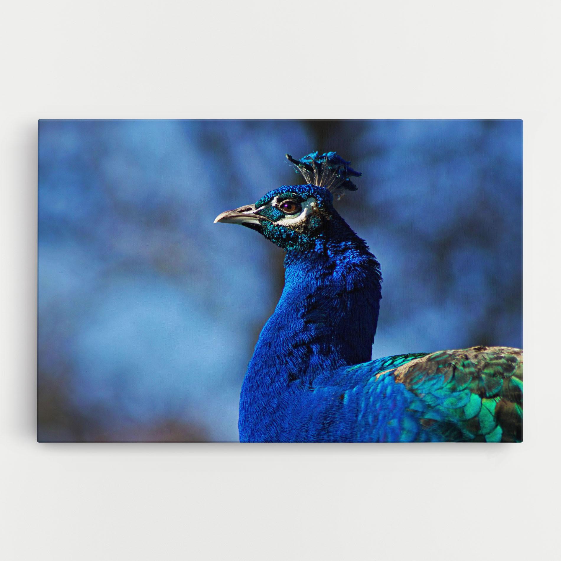 Leinwandbild Blue Bird mockup 0