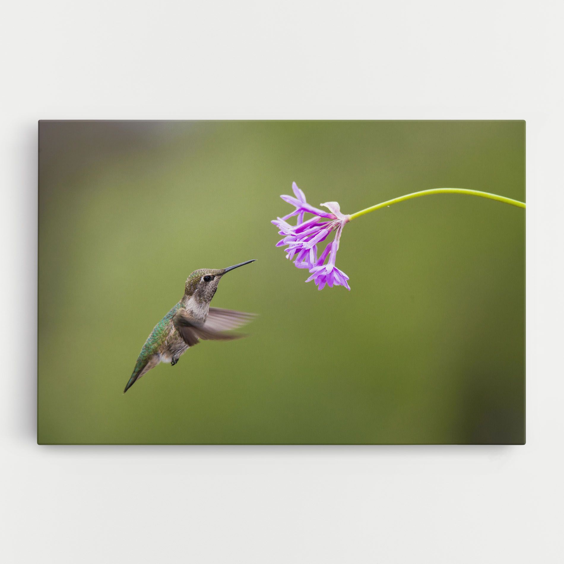 Cute Hummingbird mockup 0