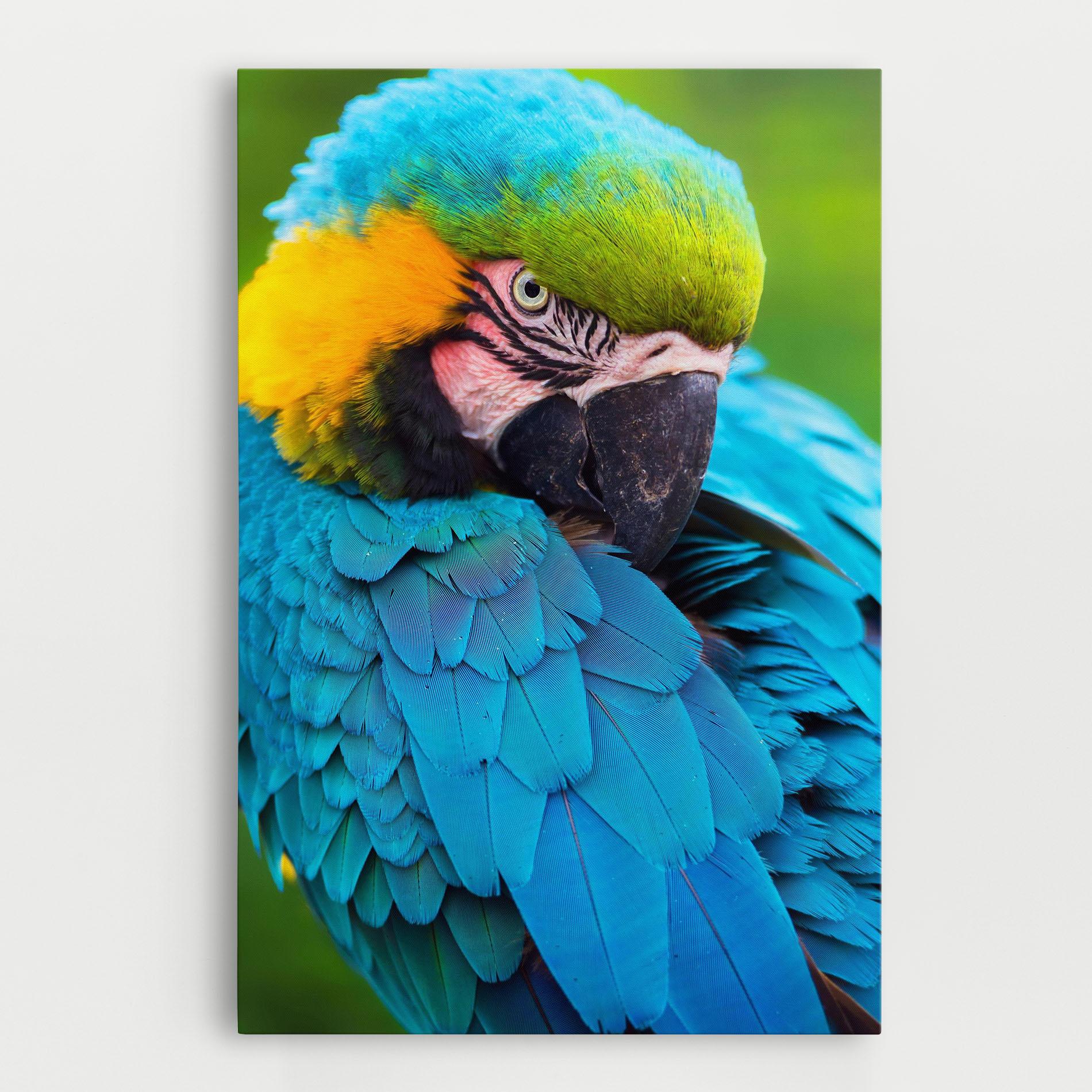Leinwandbild Blue Parrot mockup 0
