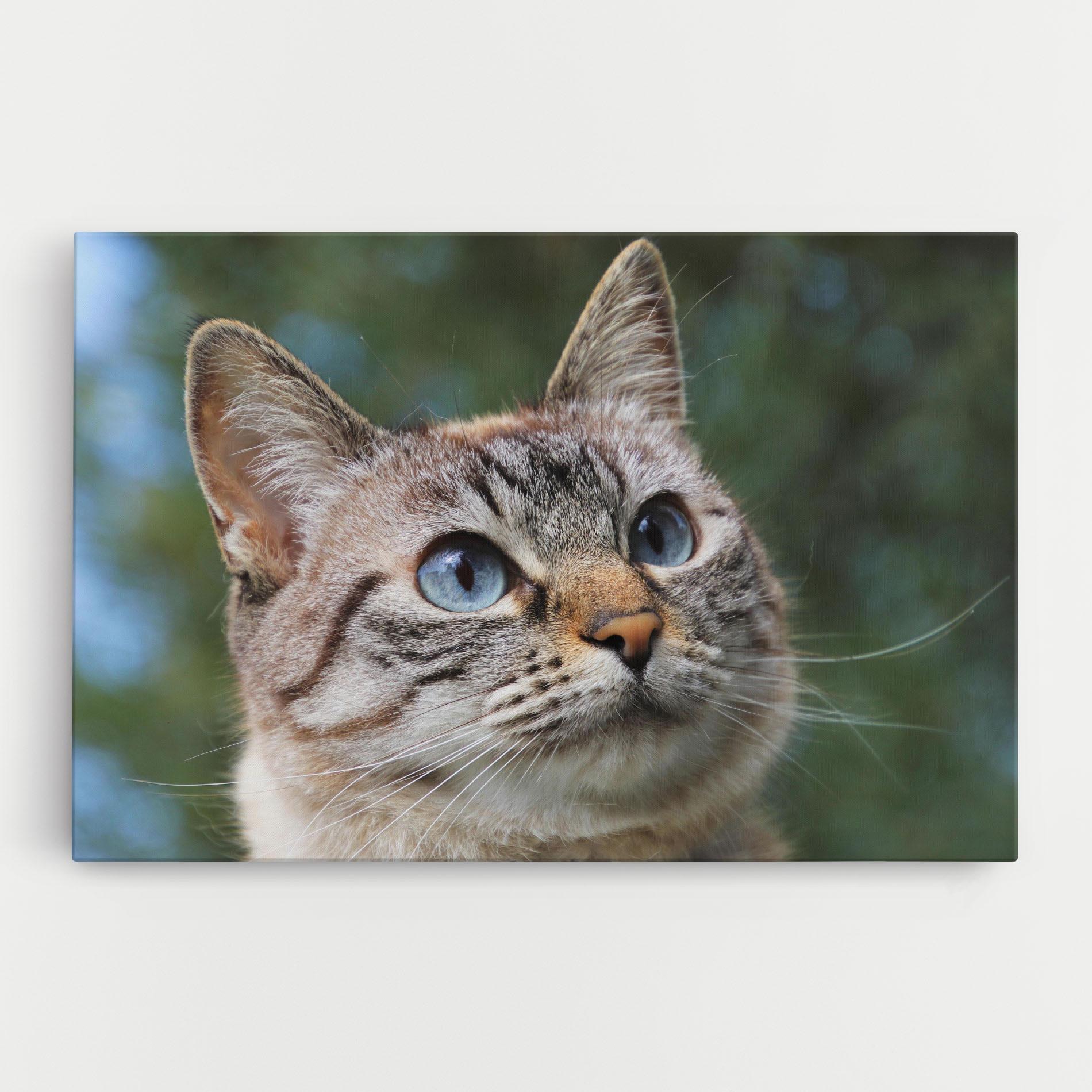 Leinwandbild Blue Eyes Cutie mockup 0