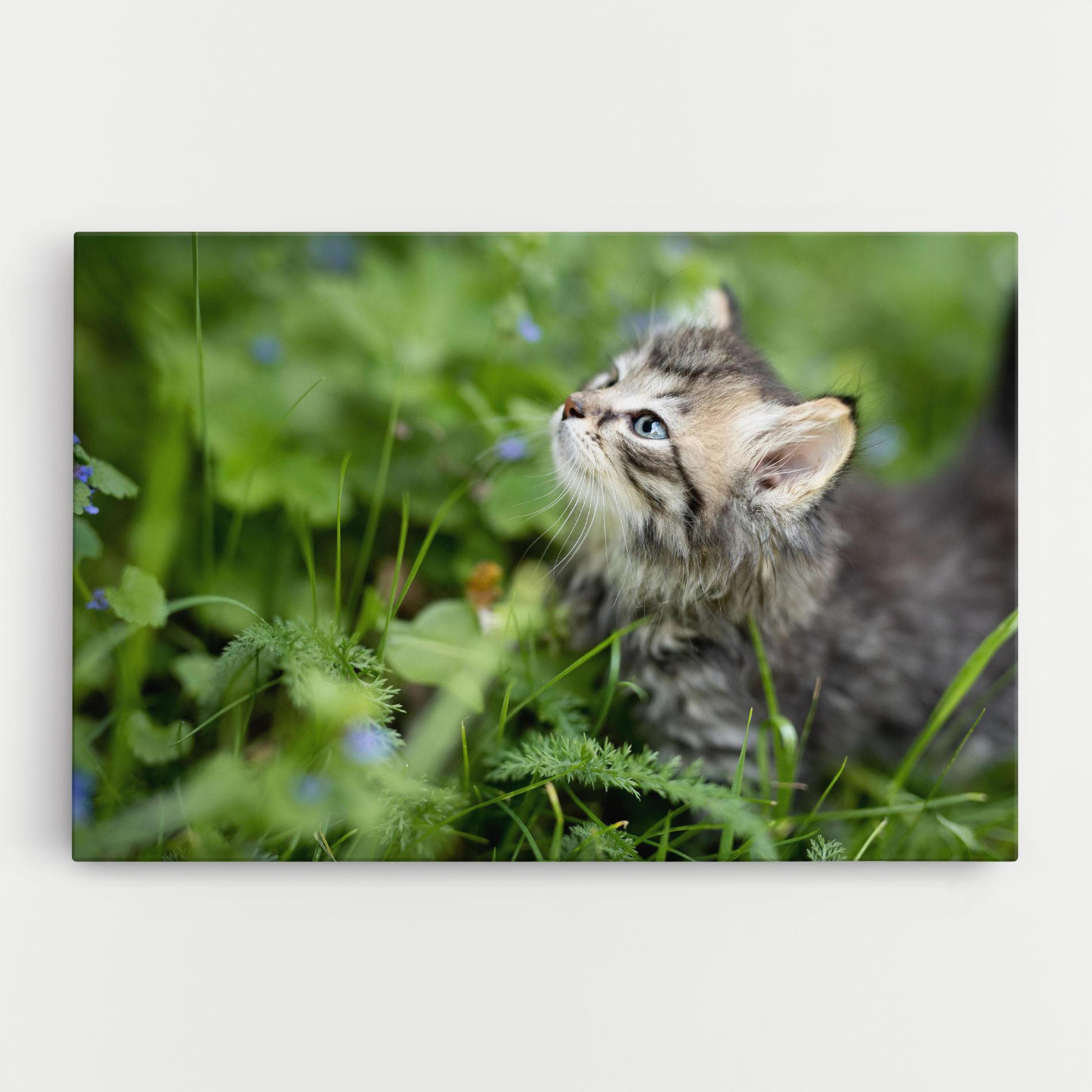Leinwandbild Brown Baby Cat mockup 0