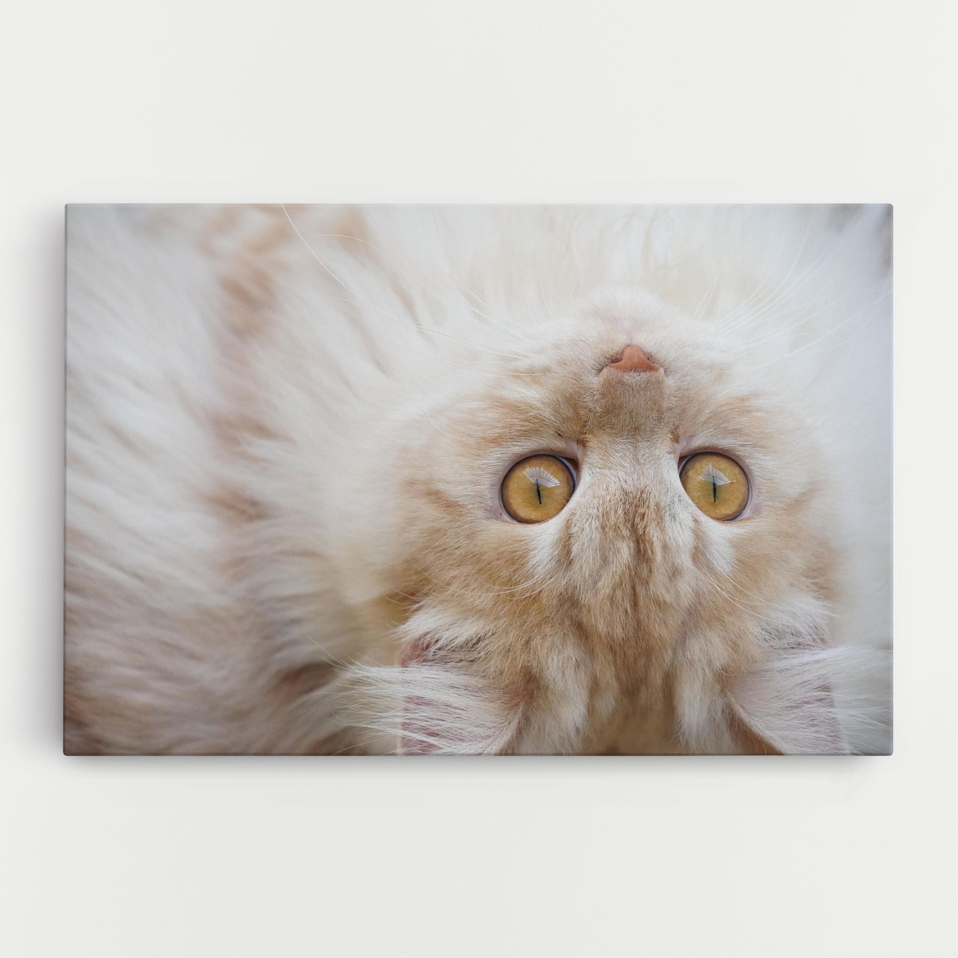 Close Up Yellow Eyes Cat mockup 0