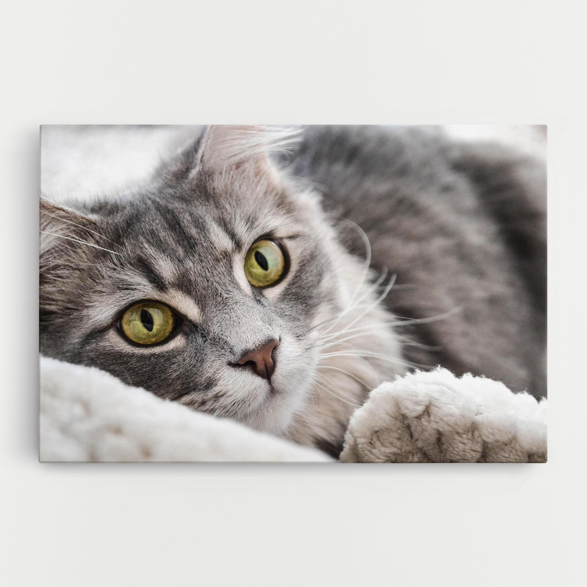 Leinwandbild Grey Fluffy Cat mockup 0