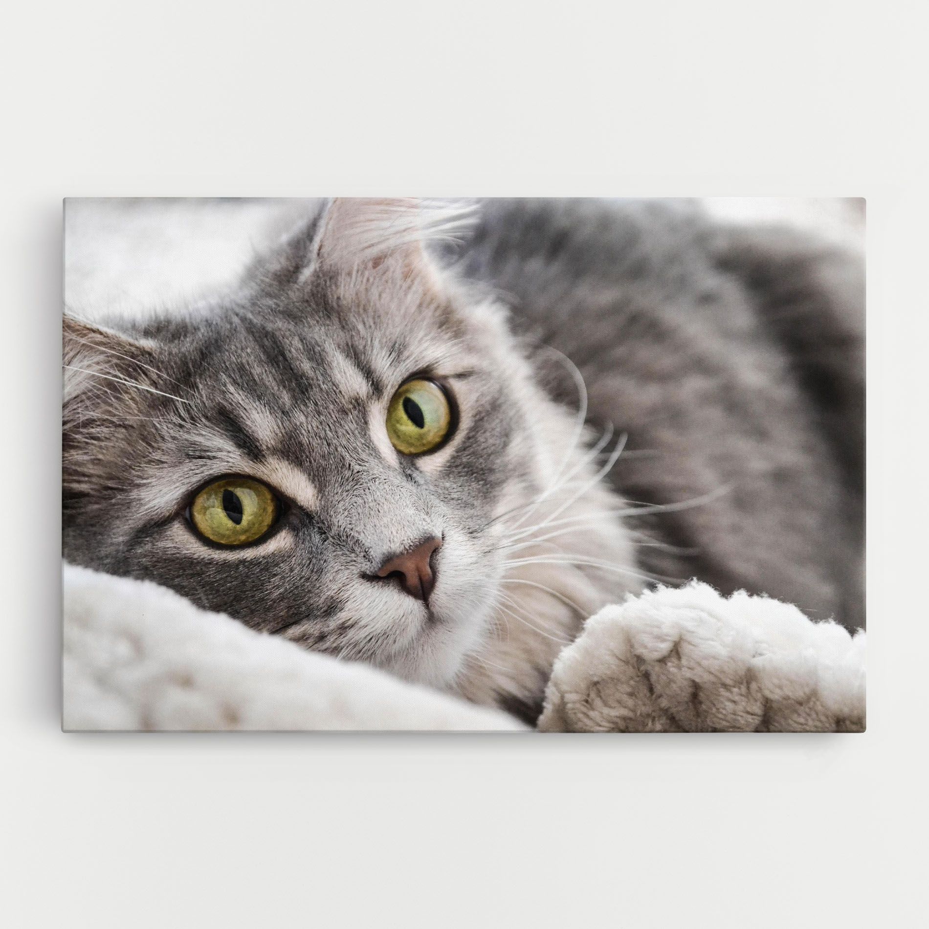 Grey Fluffy Cat mockup 0