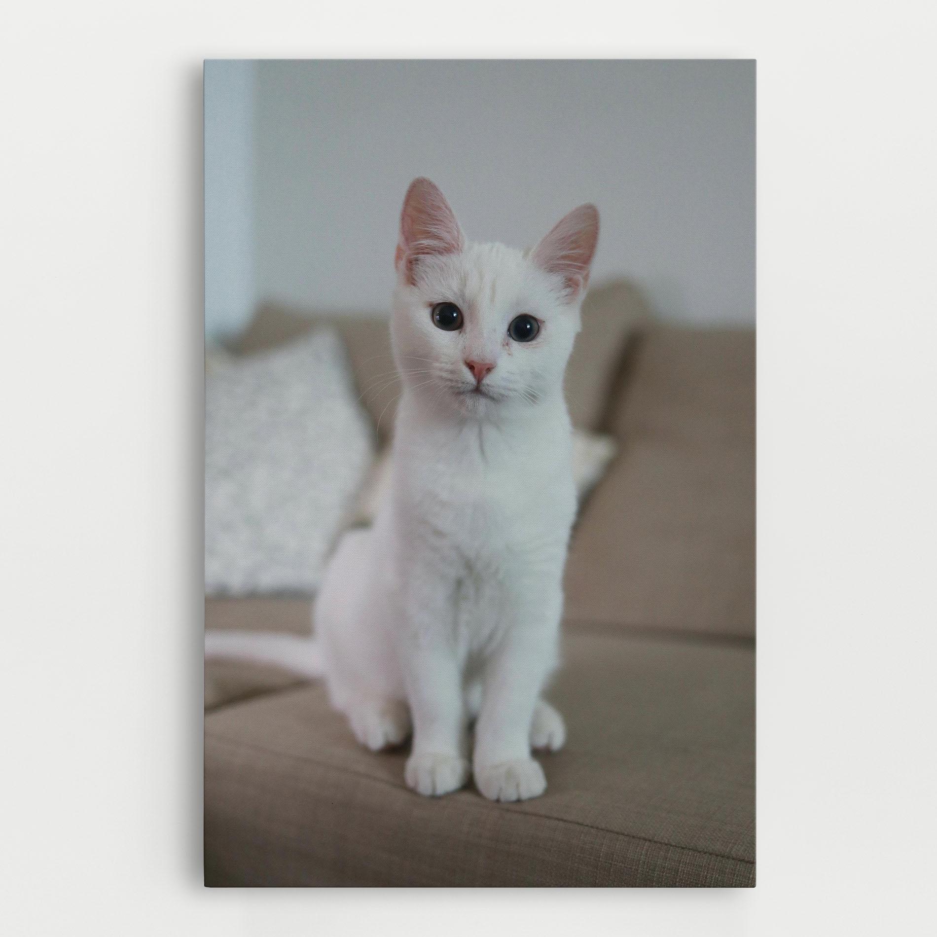 Leinwandbild Beautiful White Cat mockup 0