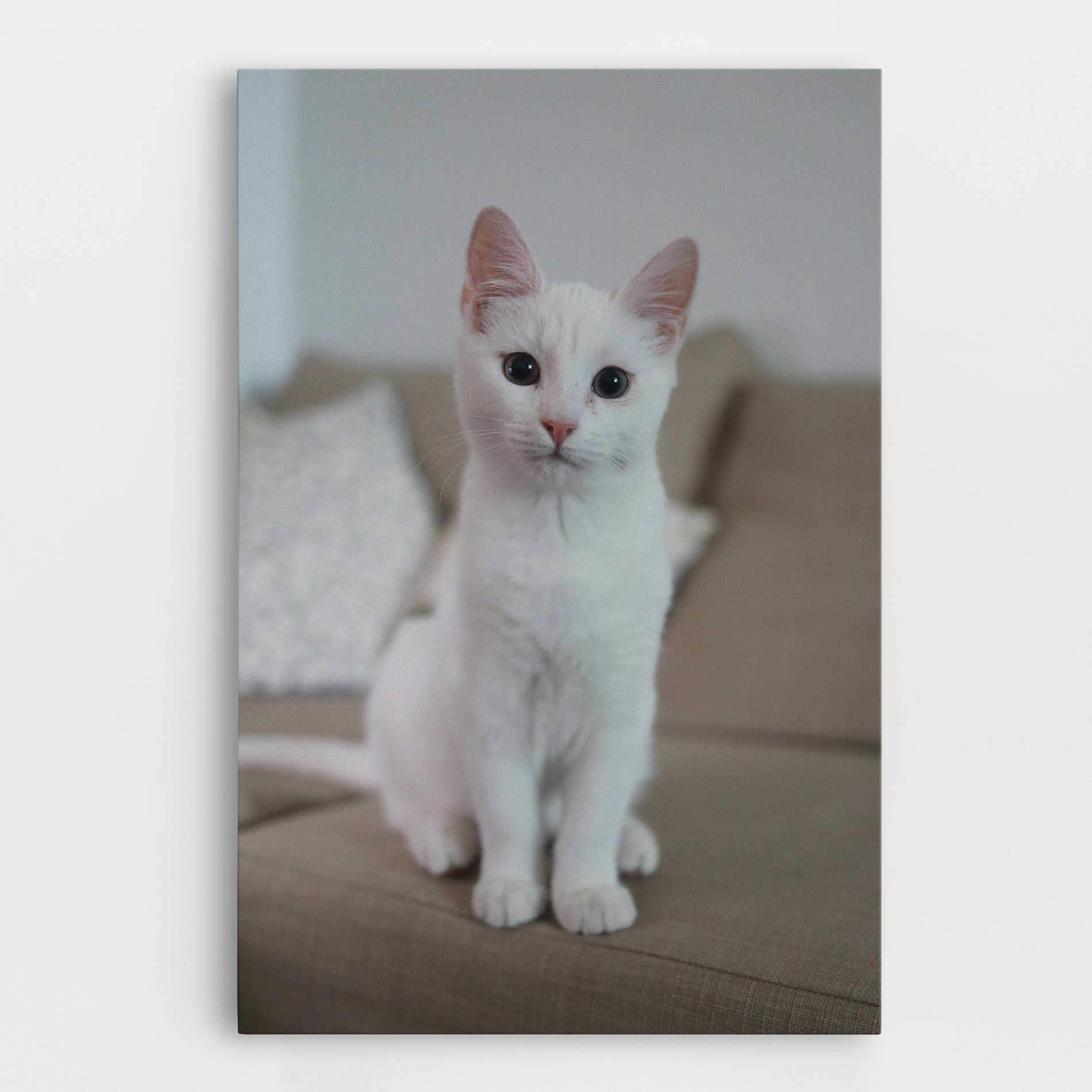 Beautiful White Cat mockup 0