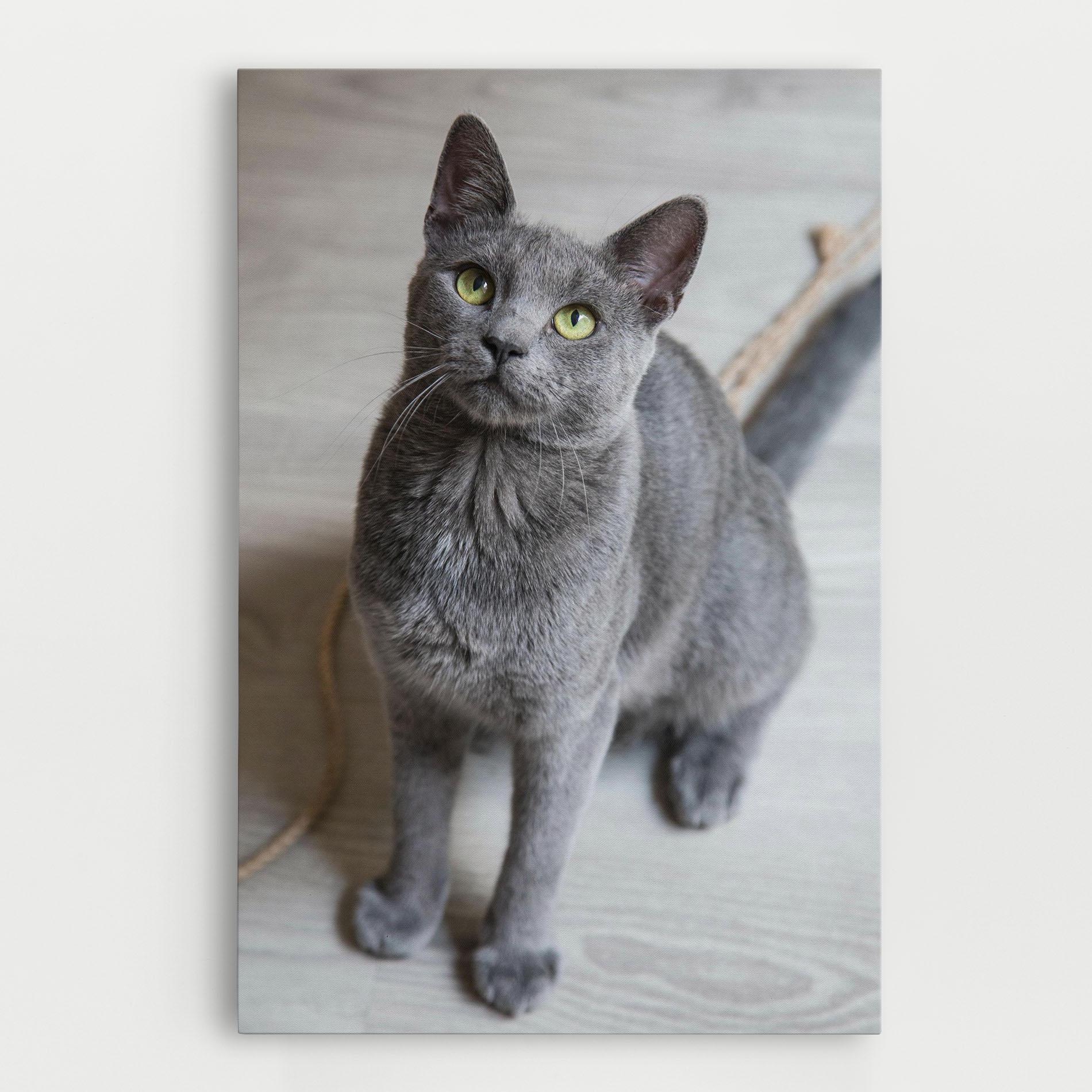 Leinwandbild Grey Green Cat Eyes mockup 0