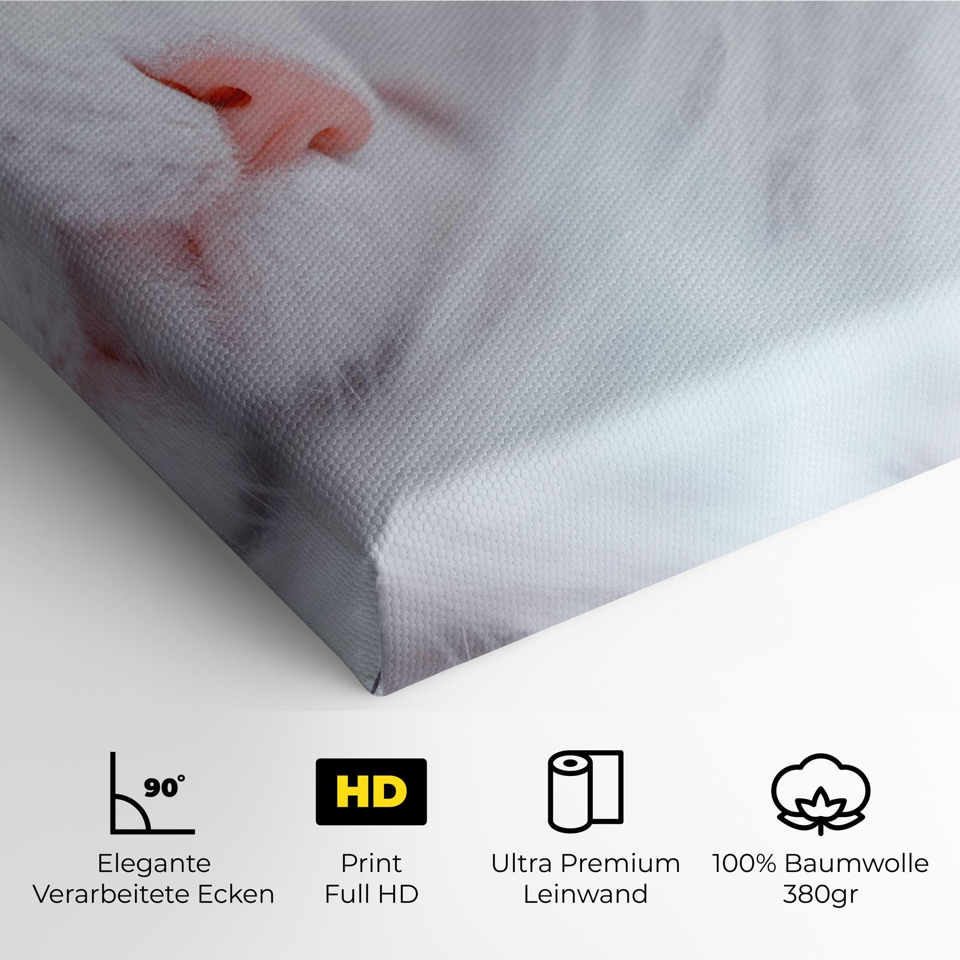 Leinwandbild Dreamy White Cat mockup 4