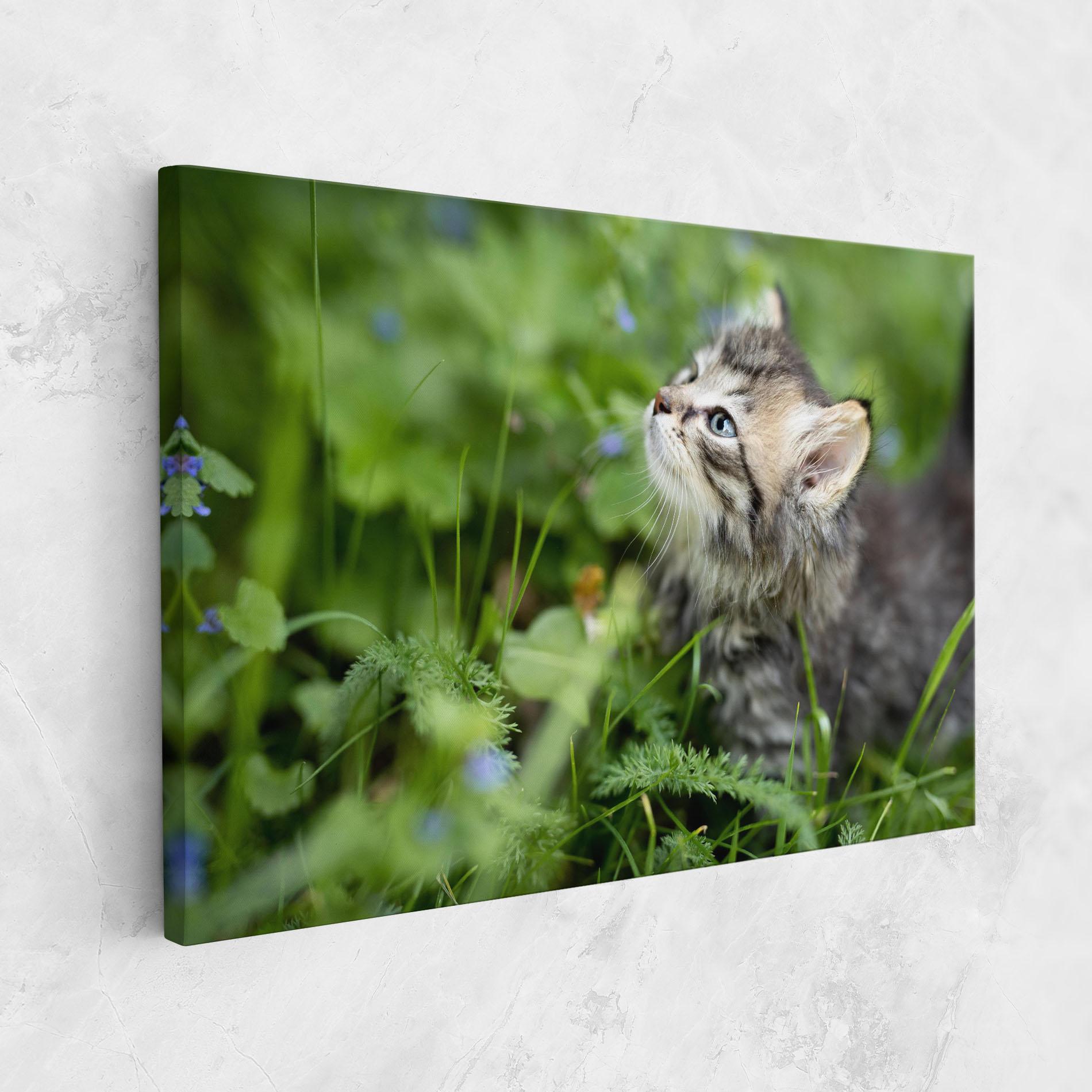 Leinwandbild Brown Baby Cat mockup 1