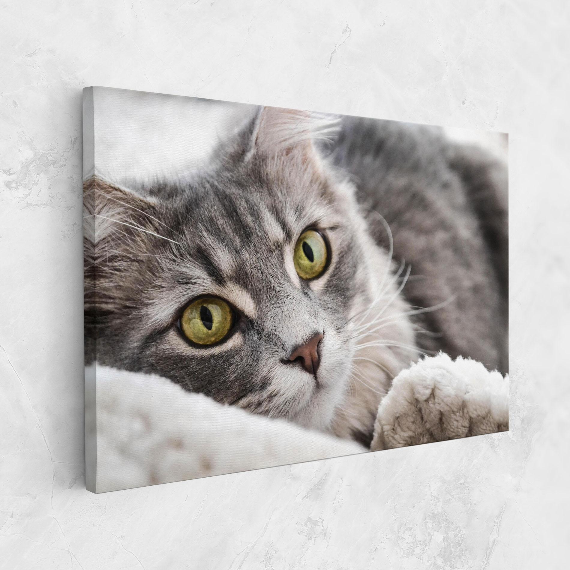 Leinwandbild Grey Fluffy Cat mockup 1
