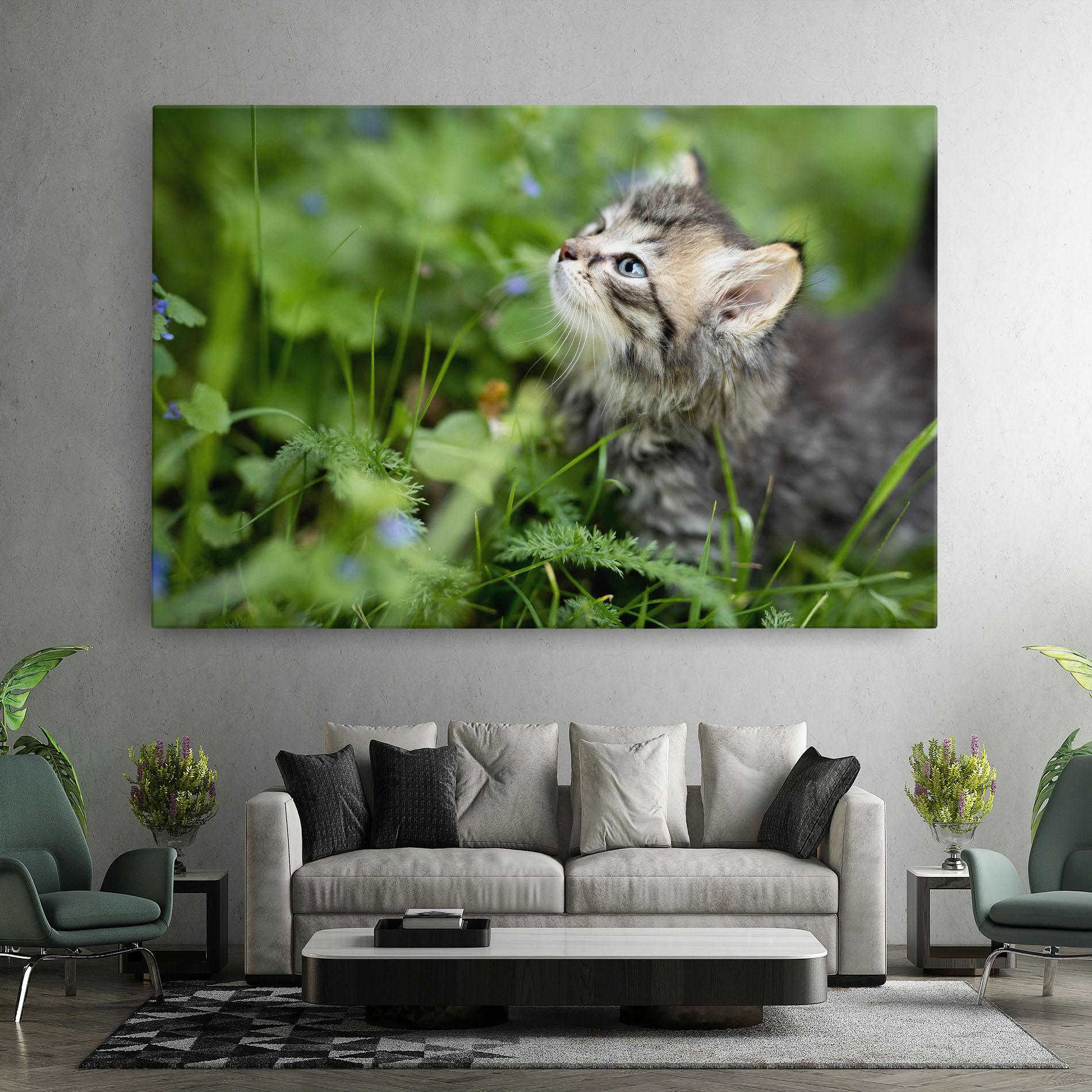 Leinwandbild Brown Baby Cat mockup 7