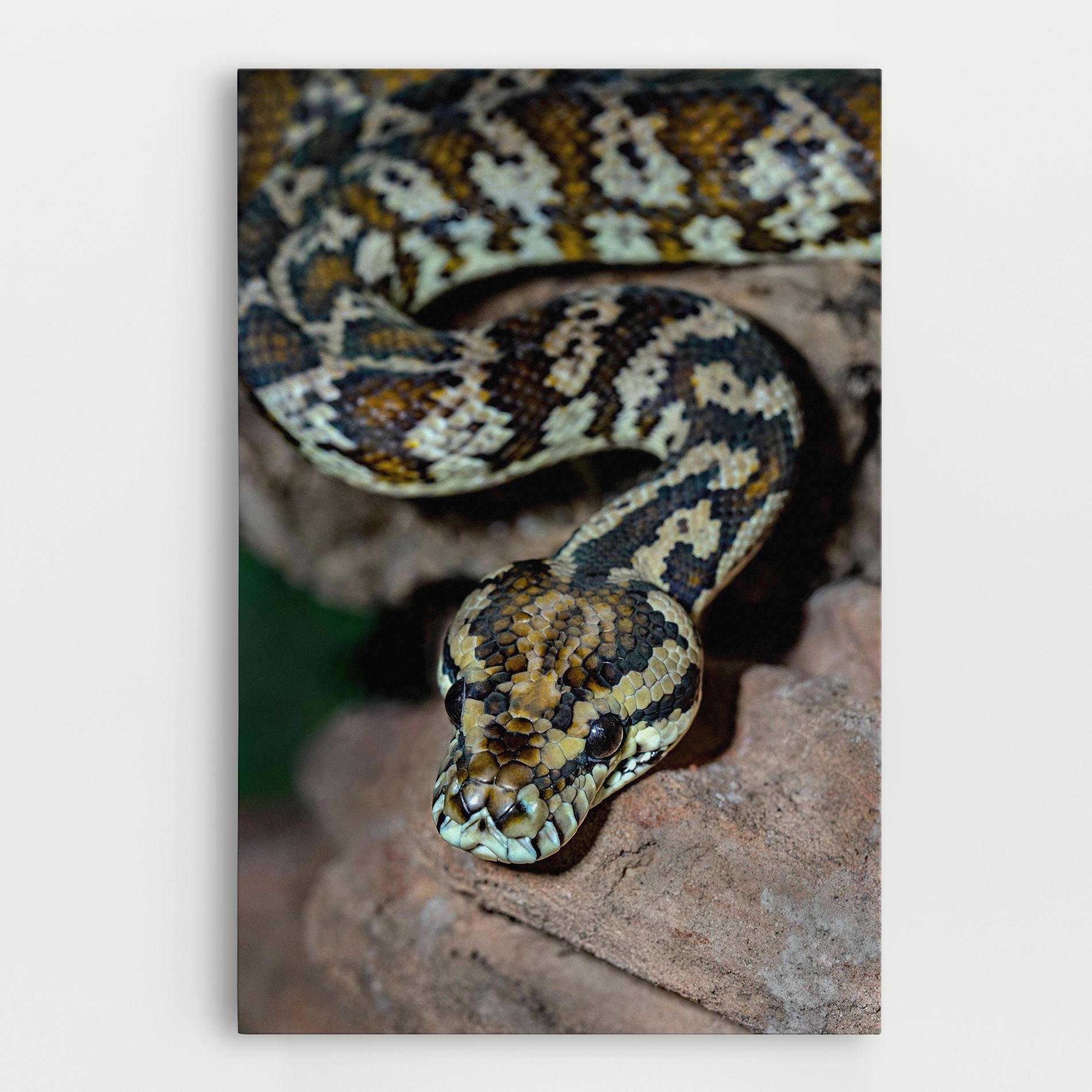 Leinwandbild King Snake mockup 0