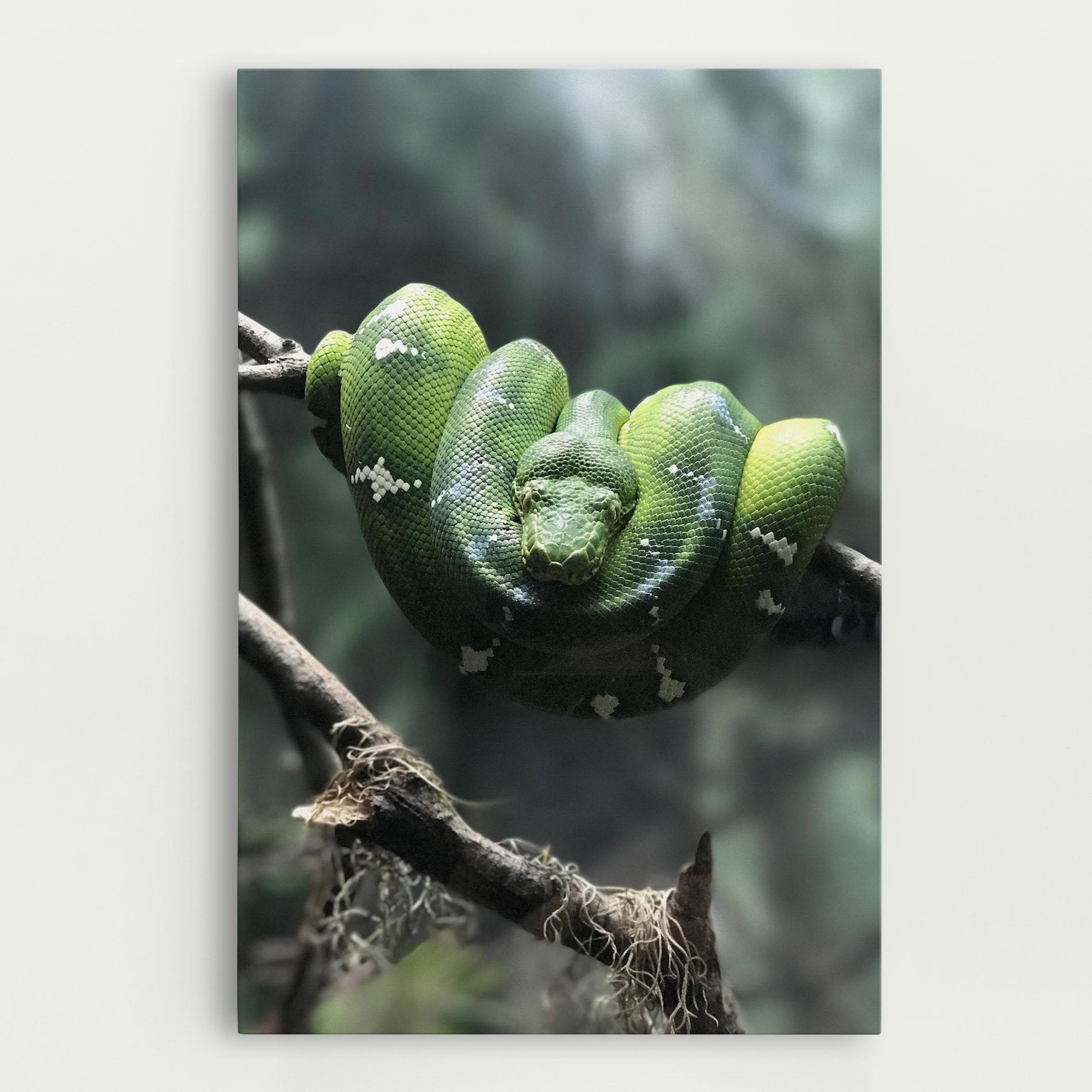 Leinwandbild Sleepy Snake mockup 0
