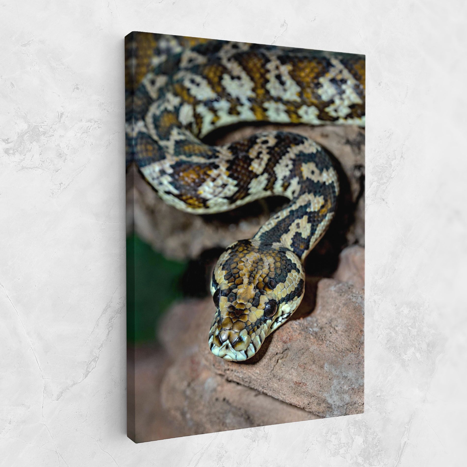 King Snake mockup 1