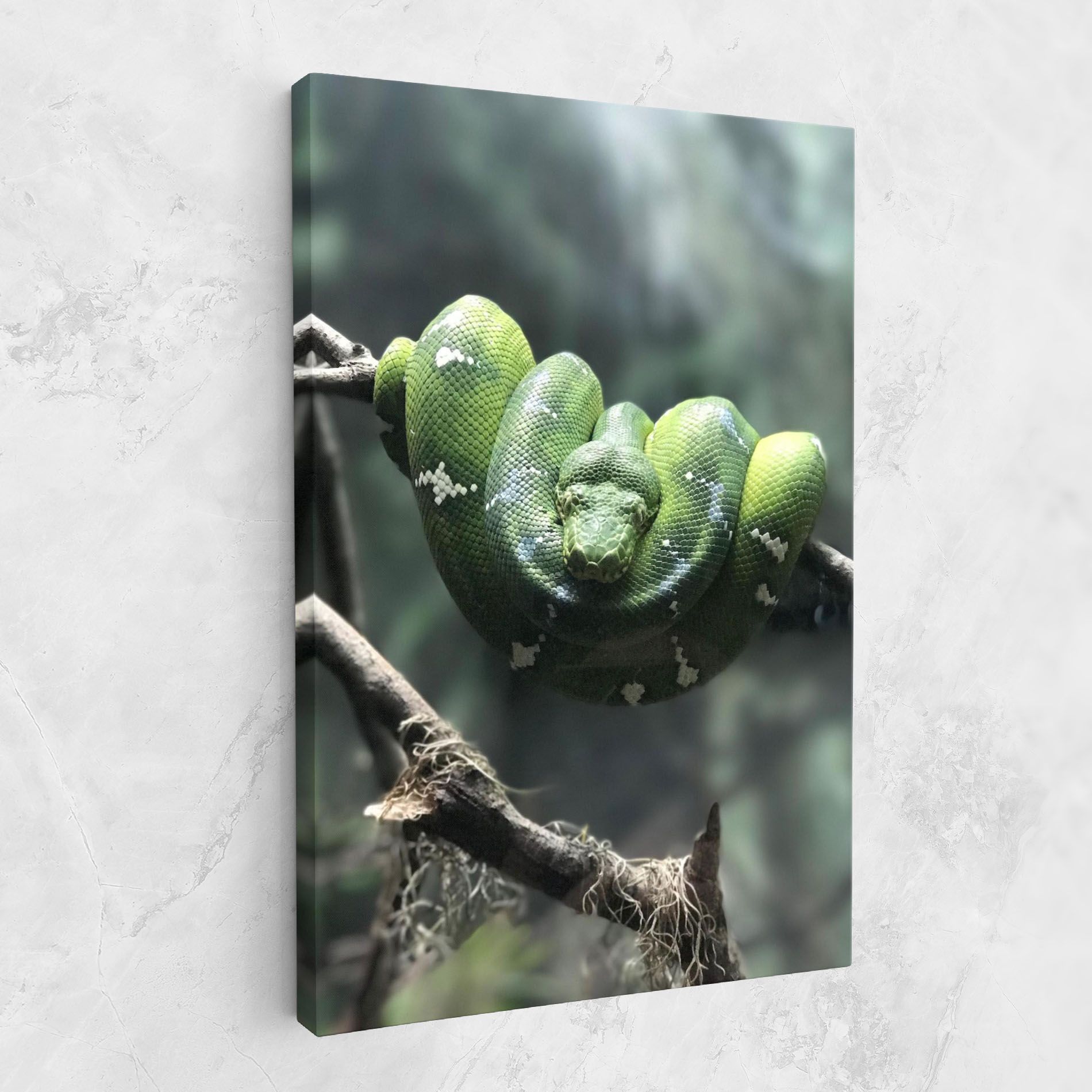 Sleepy Snake mockup 1