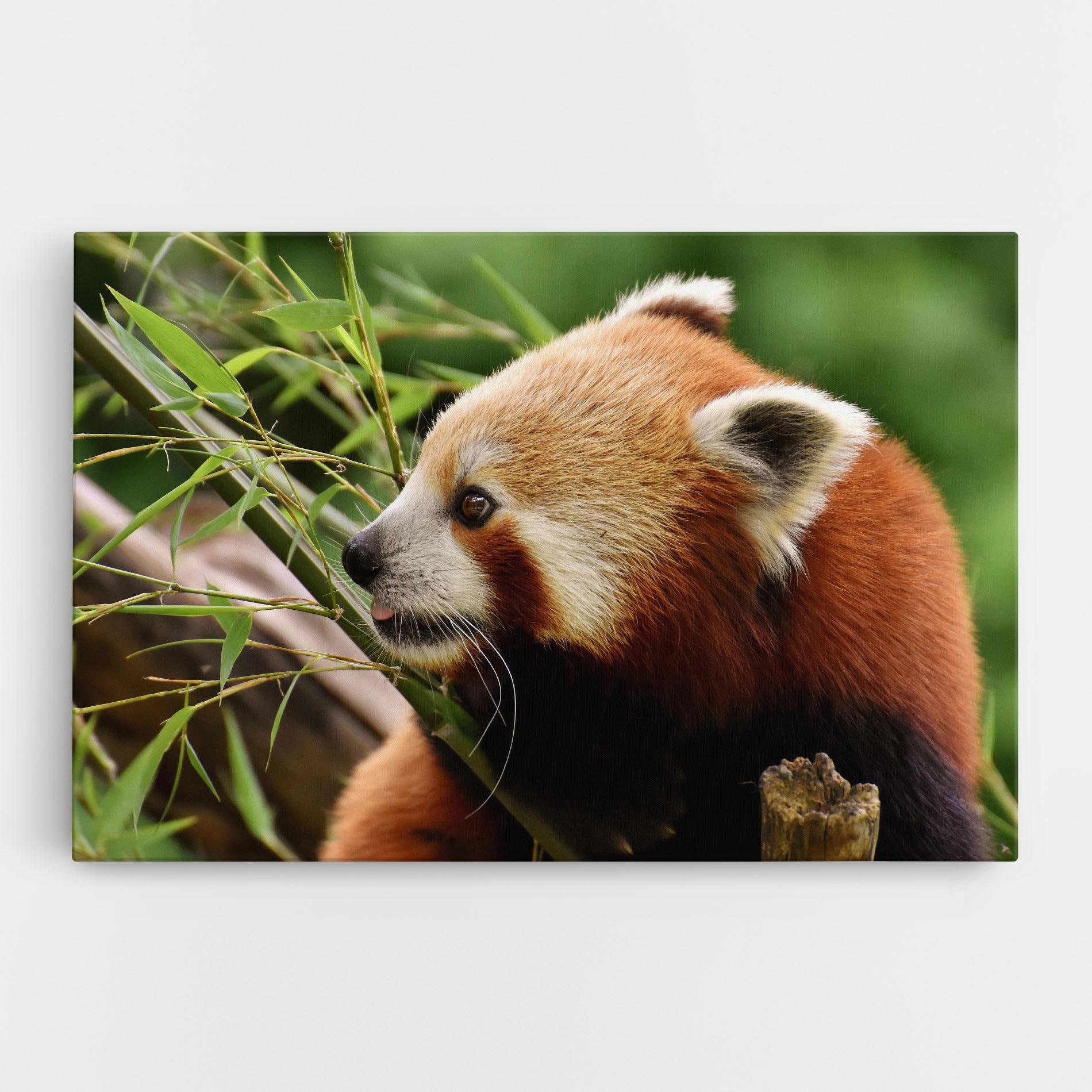 Leinwandbild Cute Red Panda mockup 0