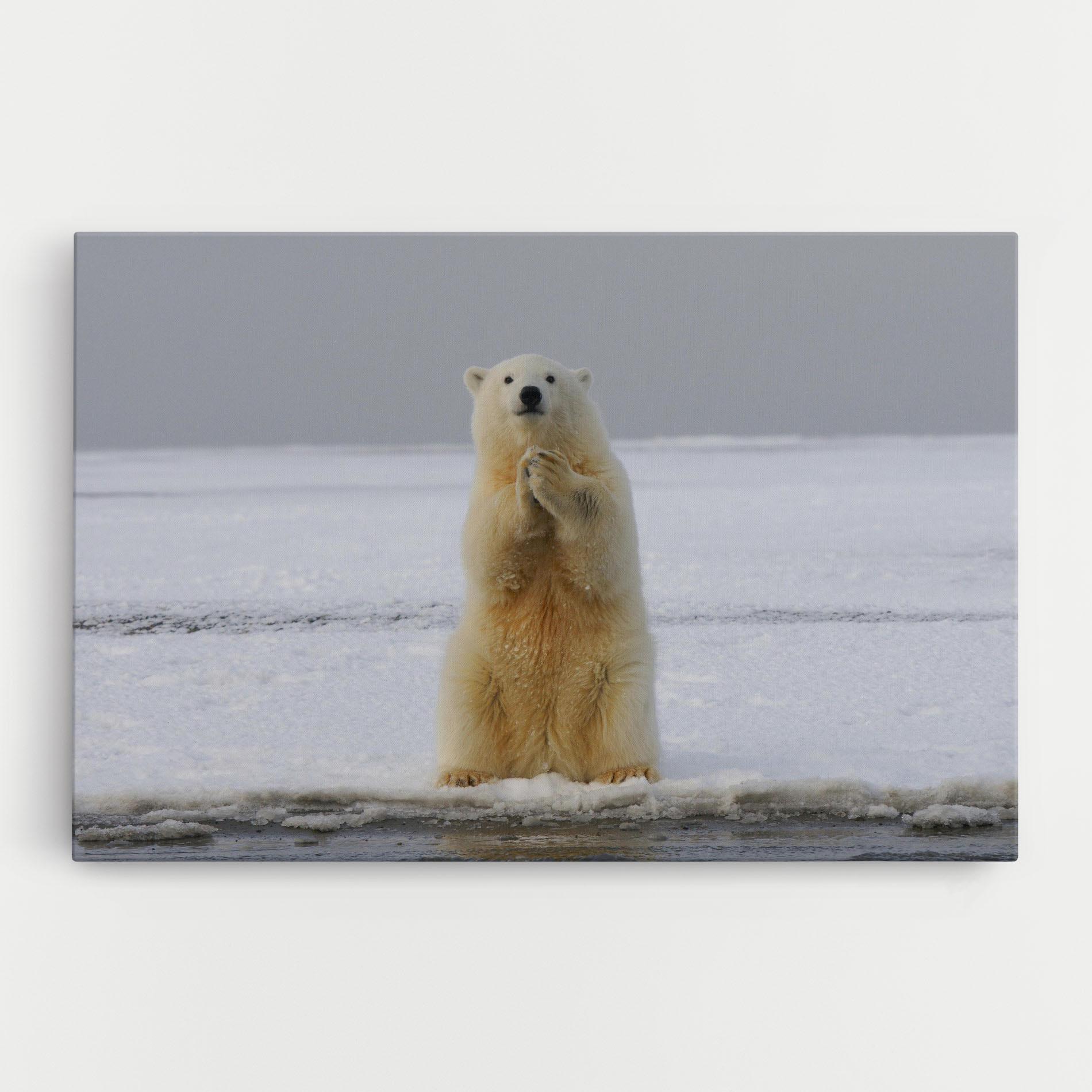 Leinwandbild Icebear Praying mockup 0