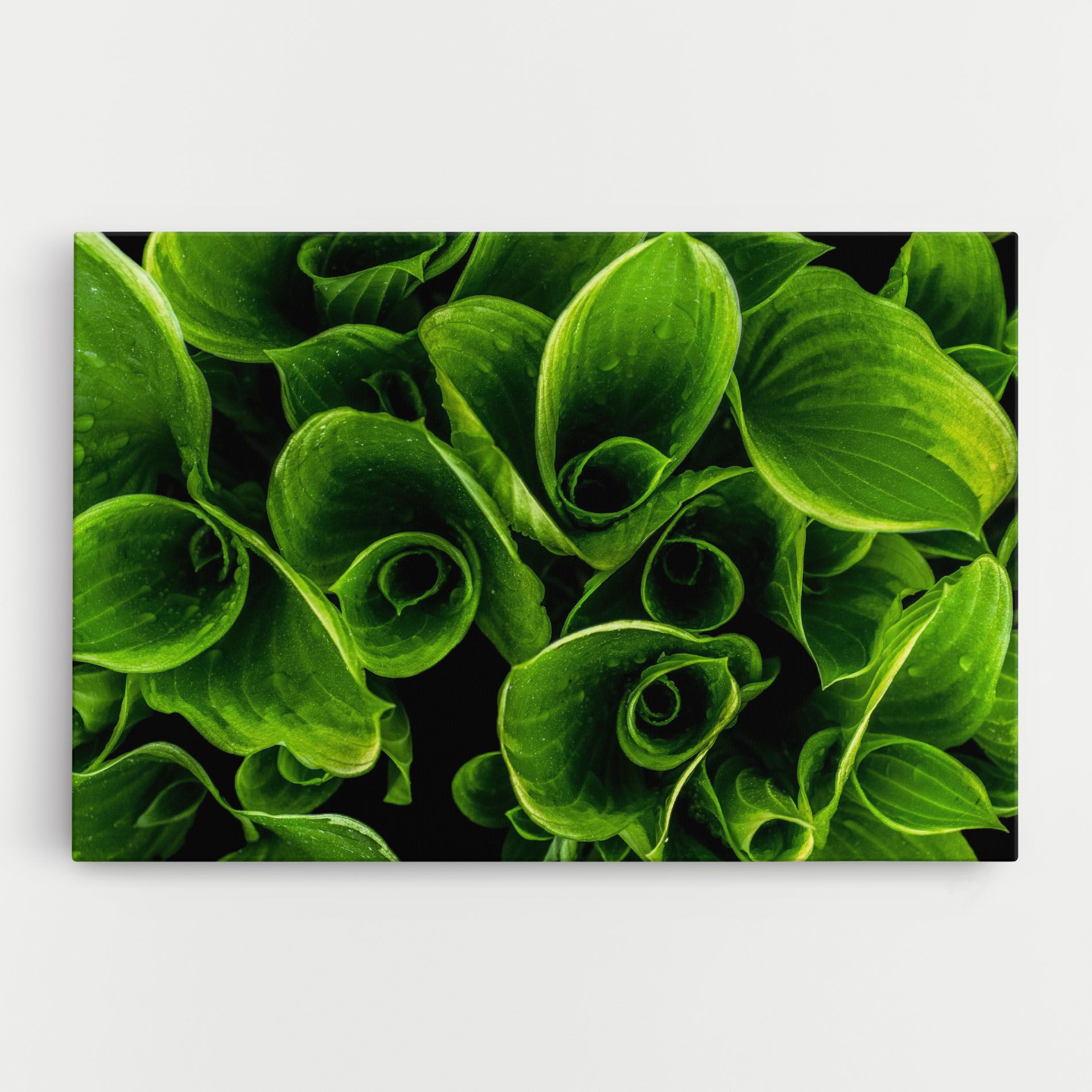 Green Nature View mockup 0