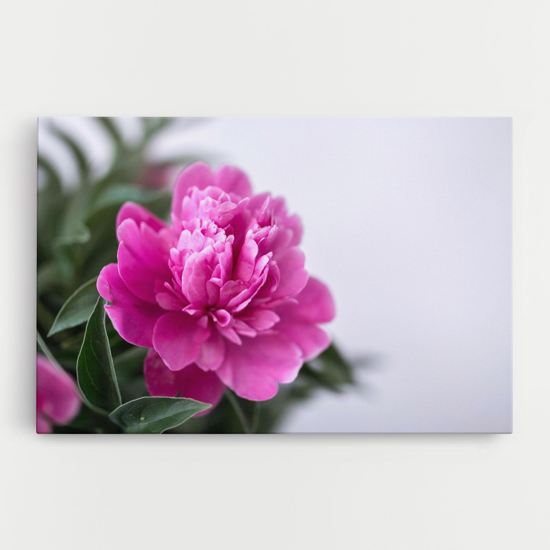 Leinwandbild Dark Pink Peony mockup 0