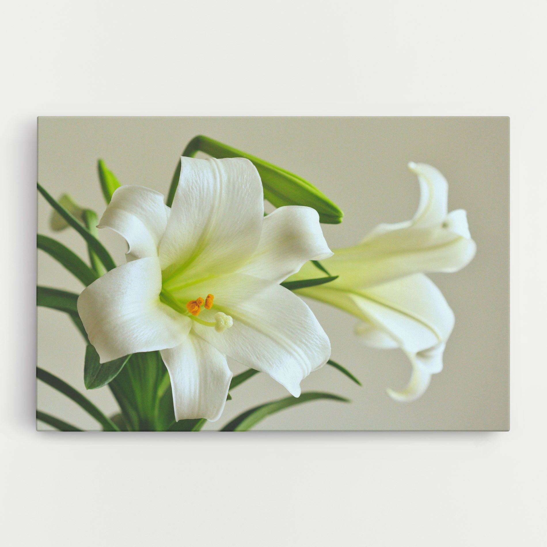 Green Lily mockup 0