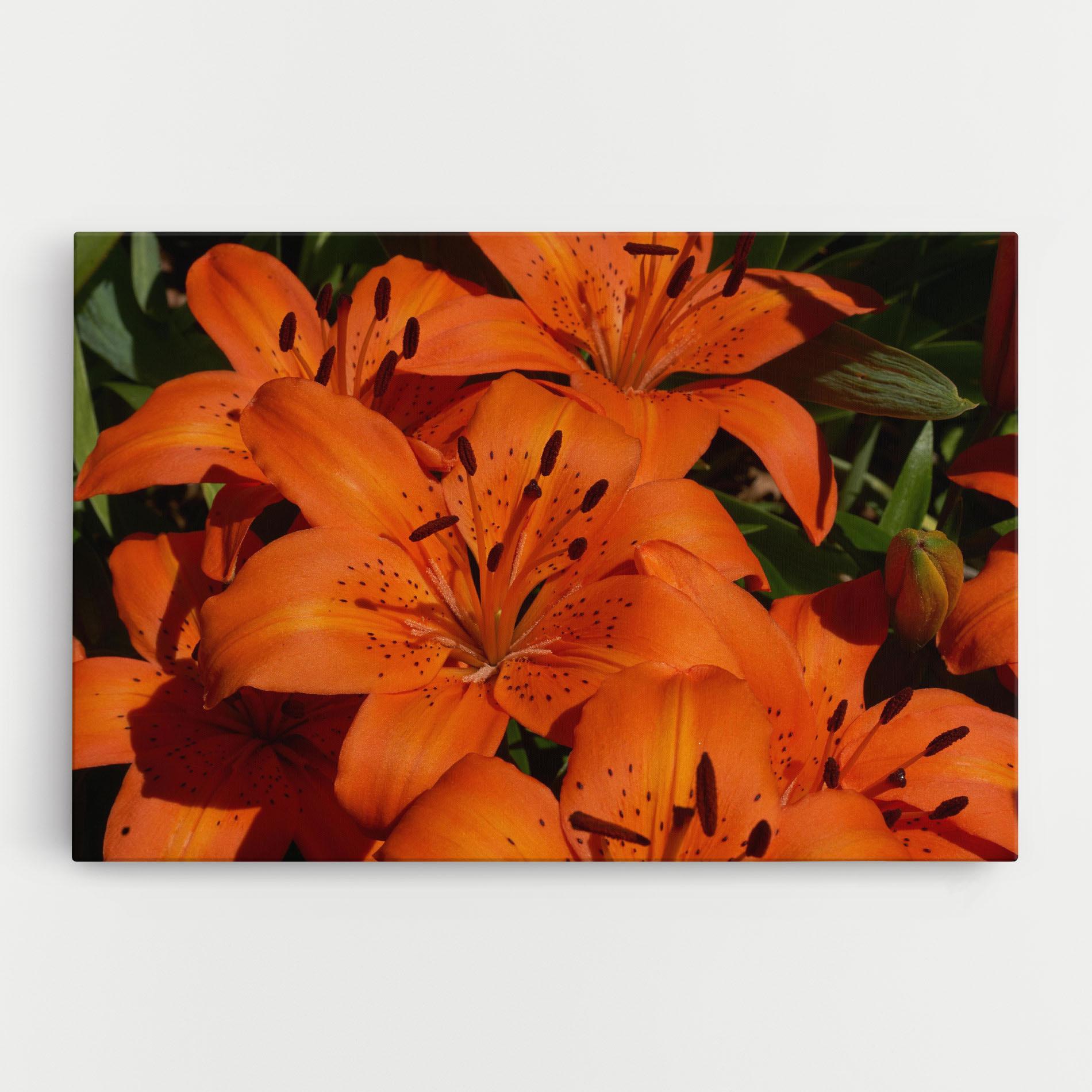 Leinwandbild Orange Lily In The Sun mockup 0