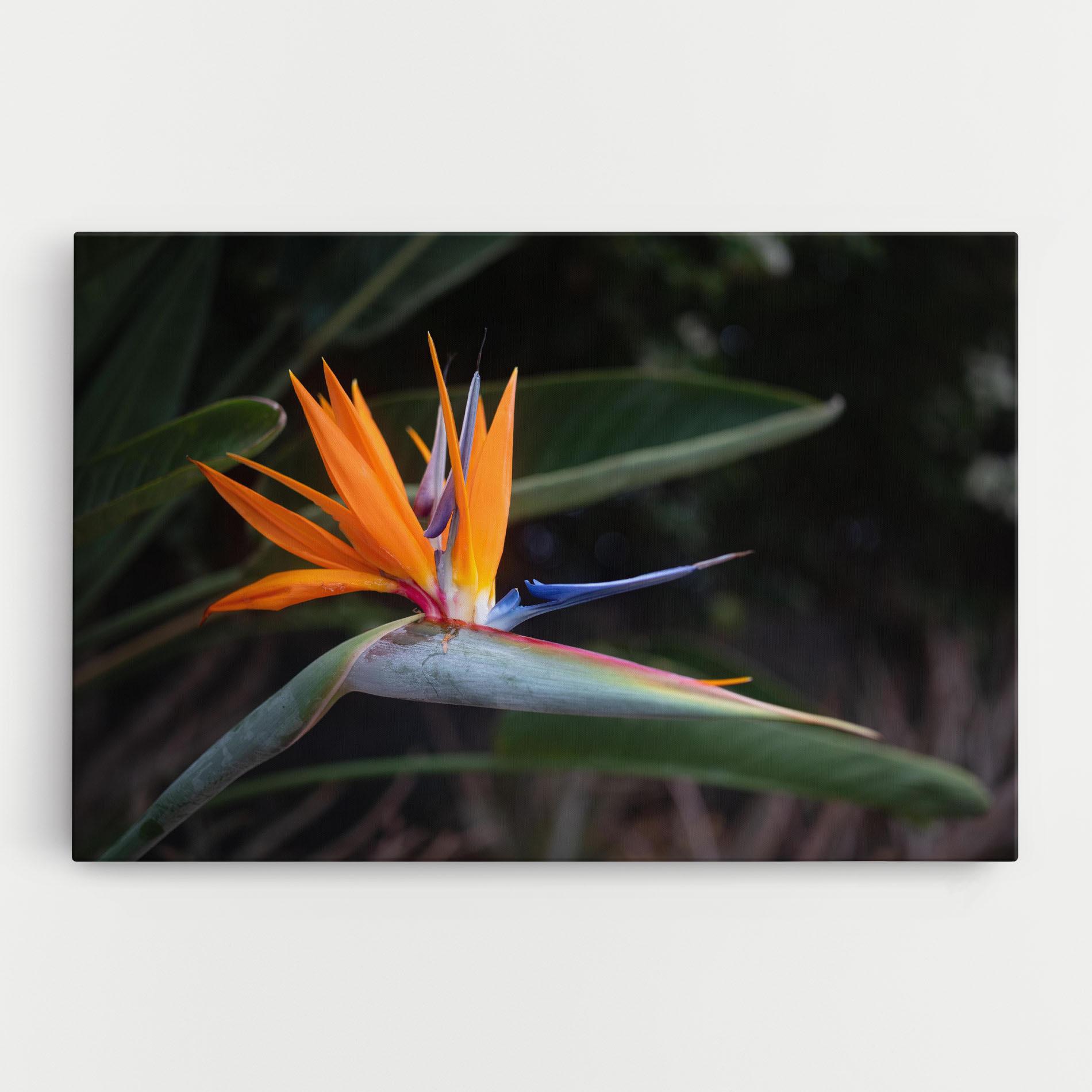 Leinwandbild Paradise Plant mockup 0