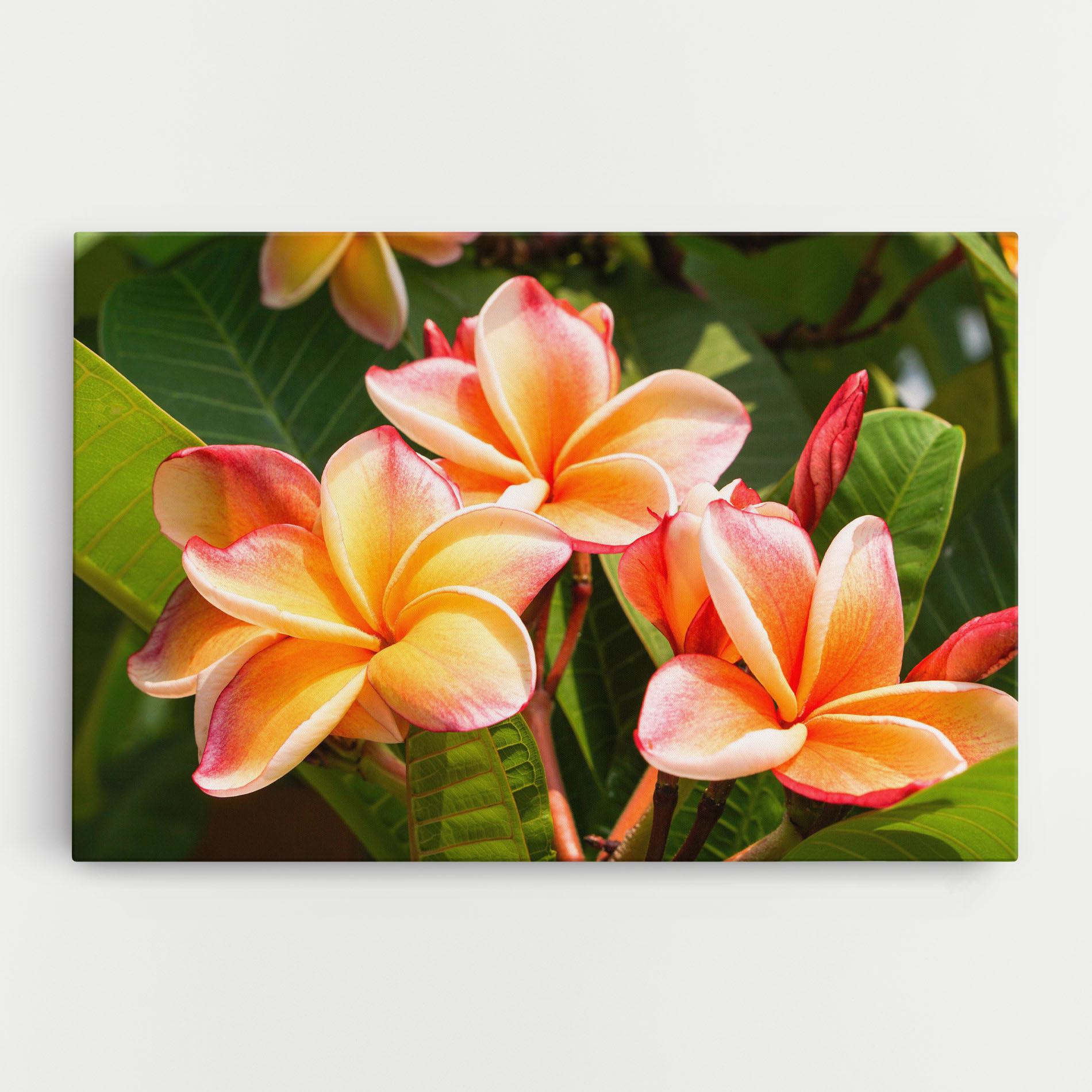 Leinwandbild Pretty Plumeria mockup 0