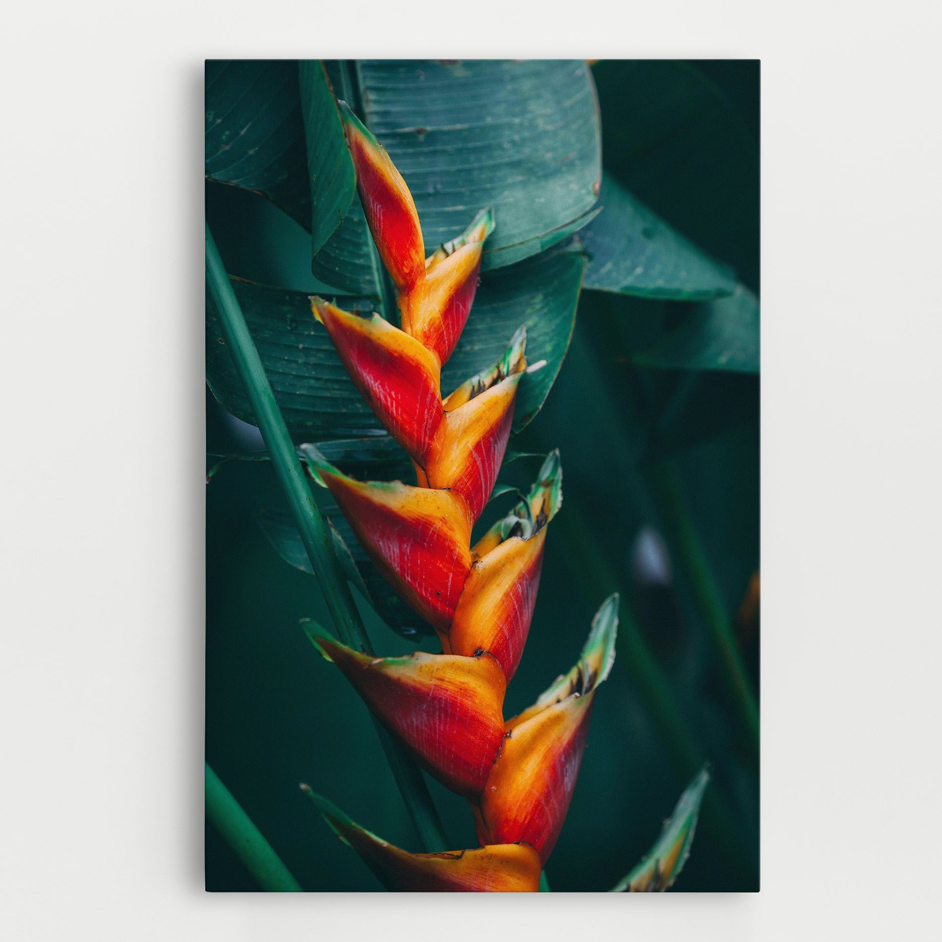 Red Orange Exotic mockup 0