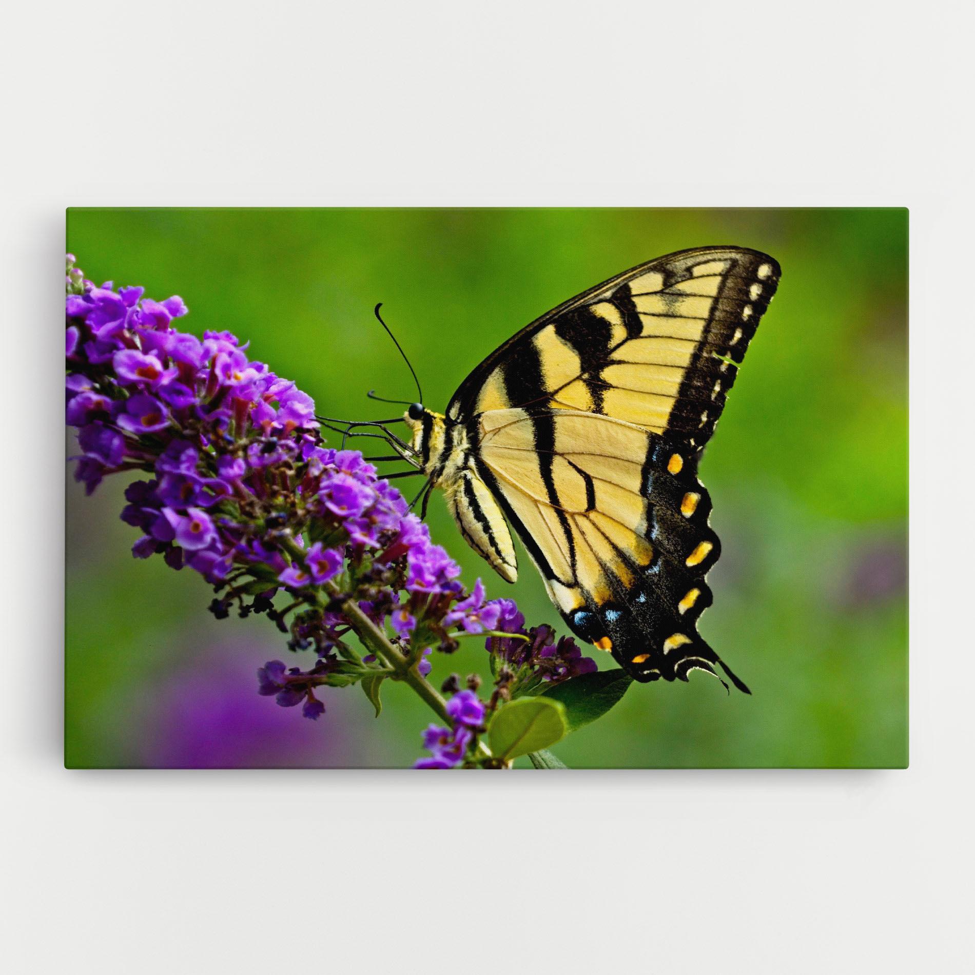 Leinwandbild Cream Wild Butterfly mockup 0