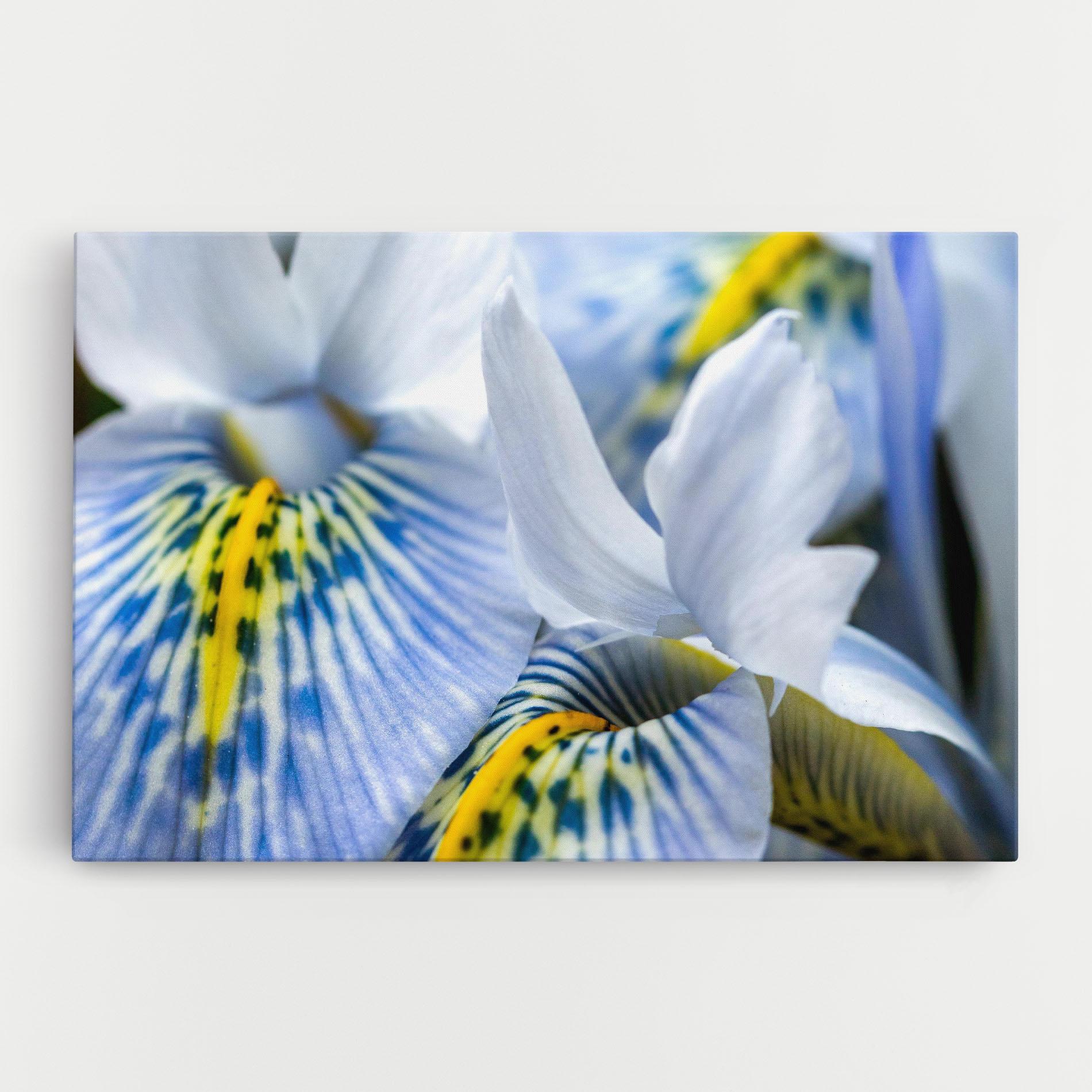 Leinwandbild Blue Yellow Iris mockup 0