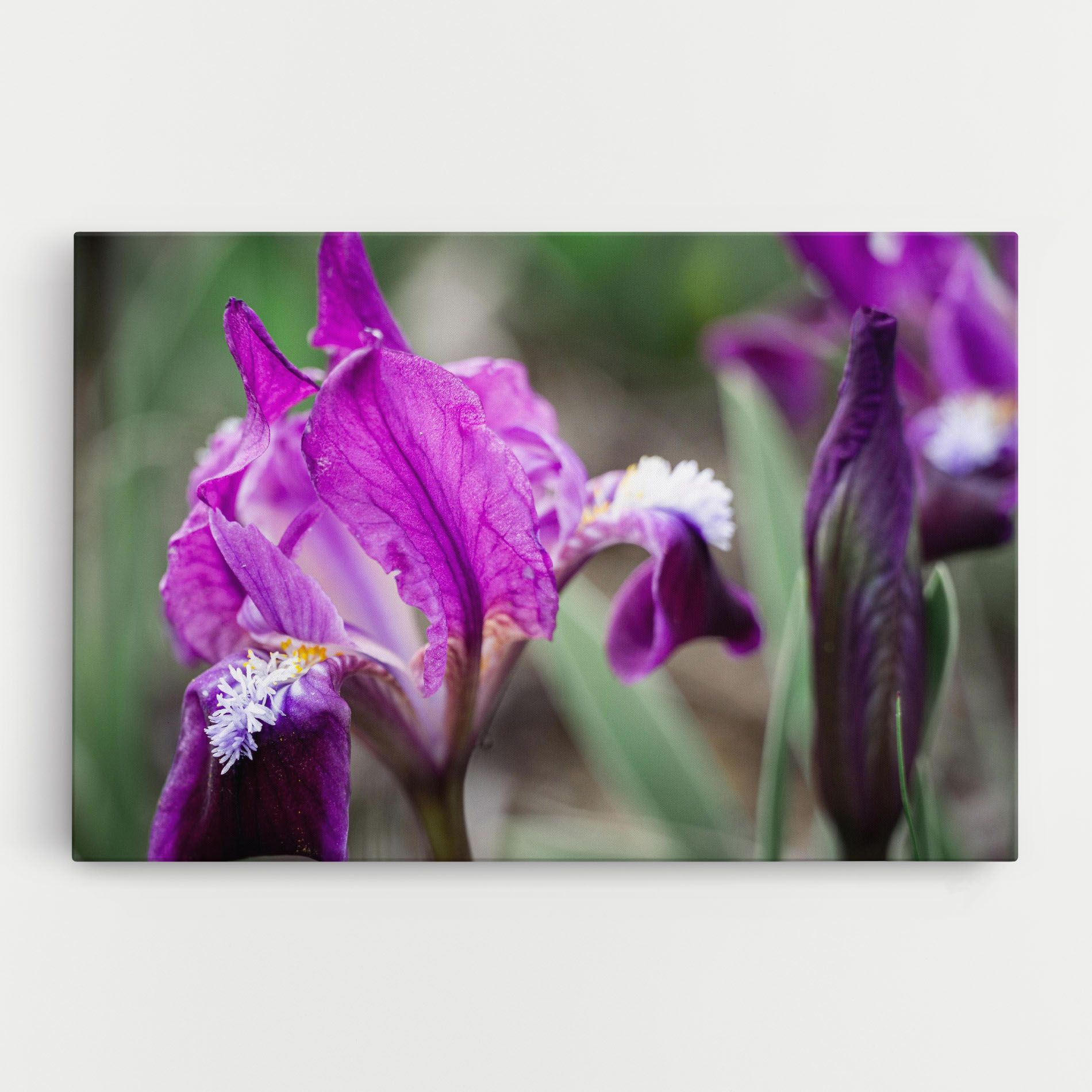 Dark Pink Iris mockup 0
