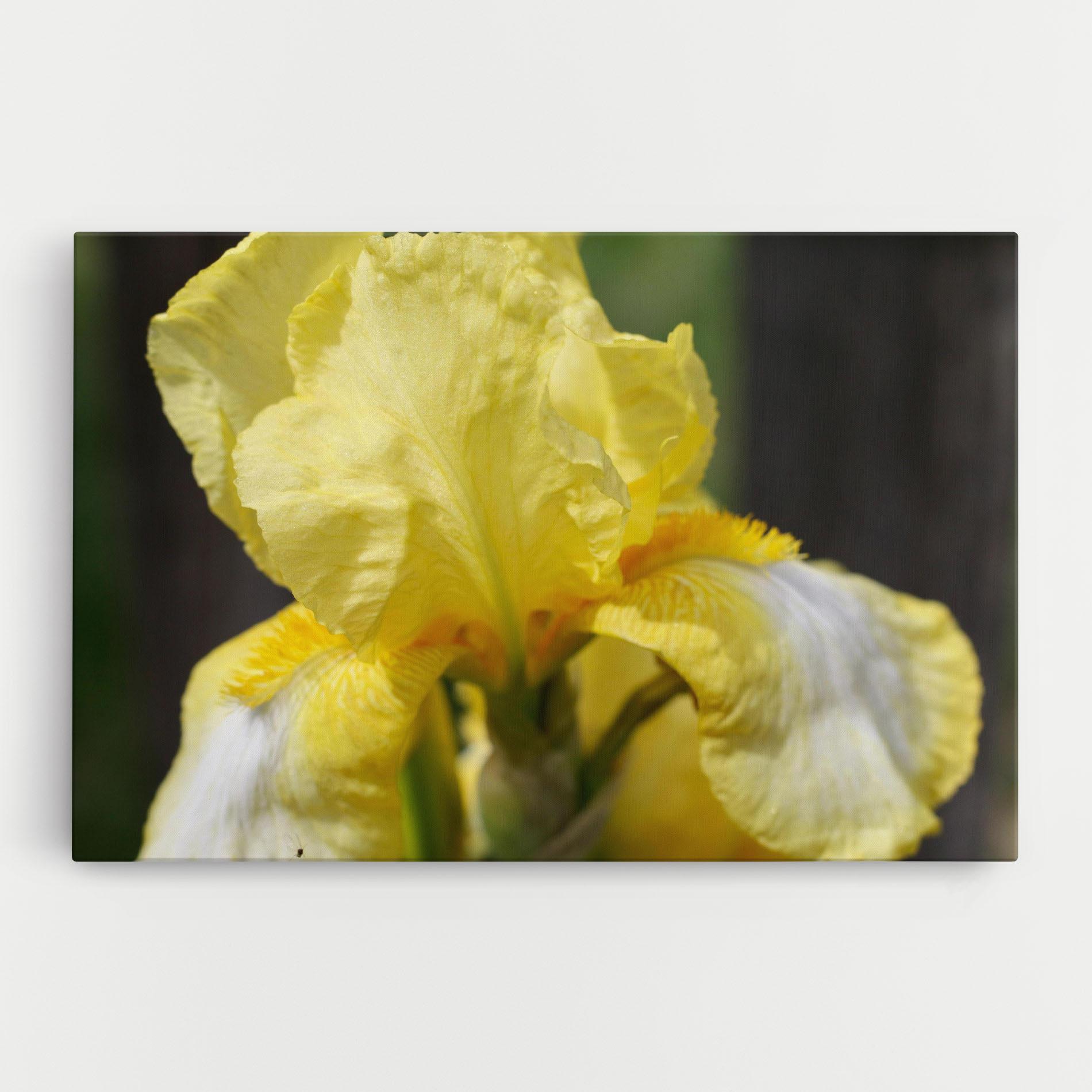 Leinwandbild Garden Yellow Iris mockup 0