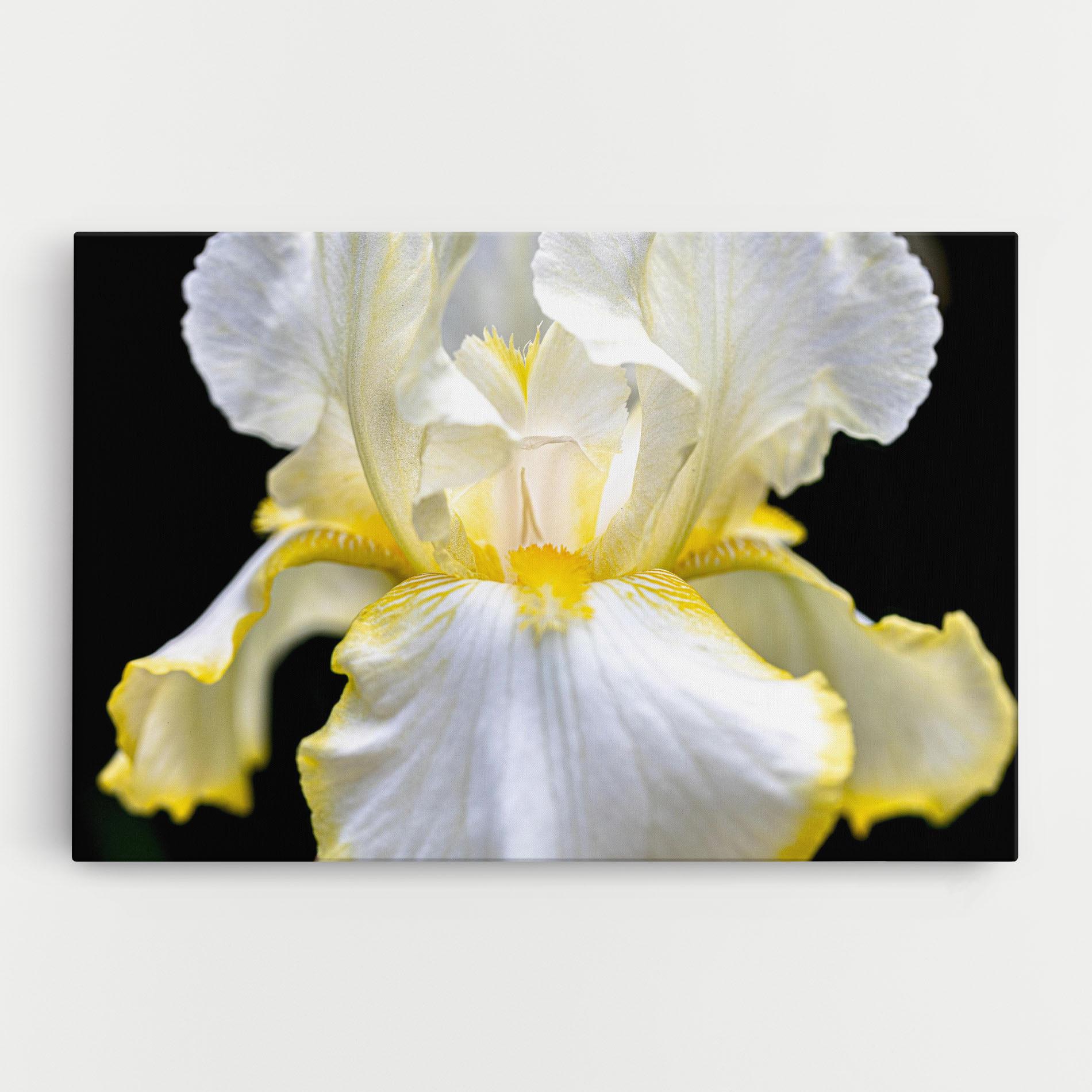 Leinwandbild White Yellow Iris mockup 0