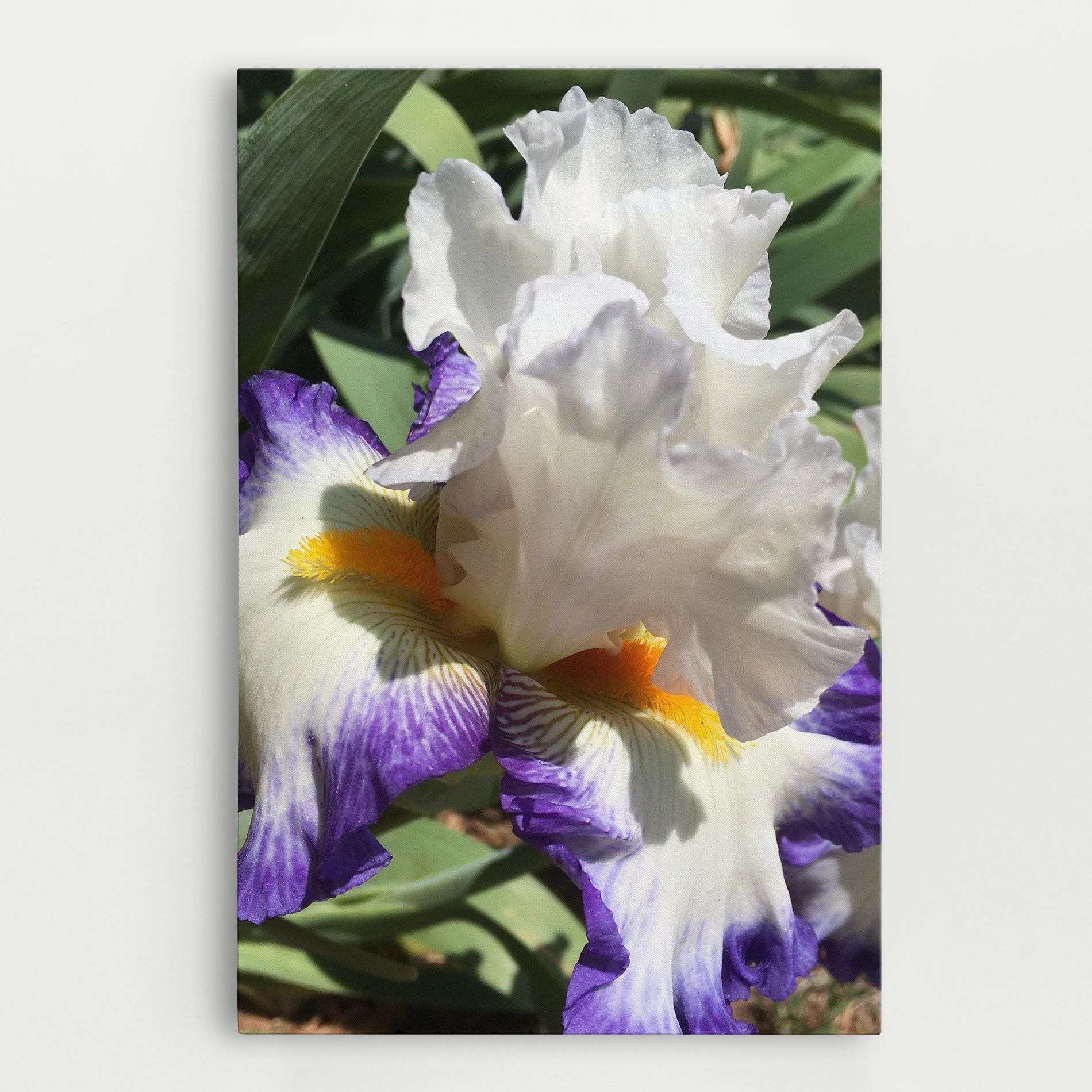 Garden White Purple Irirs mockup 0