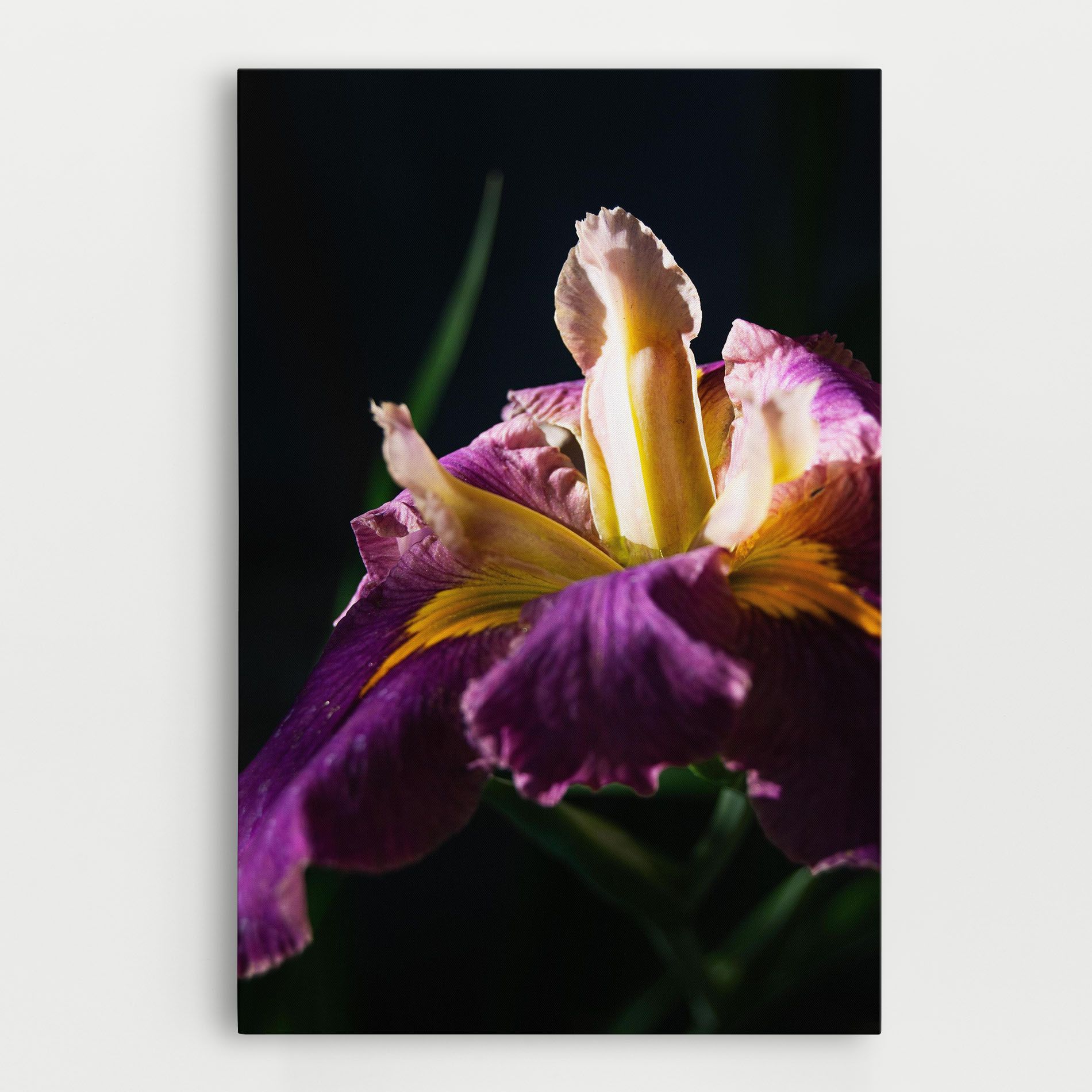Pastel Yellow Iris mockup 0